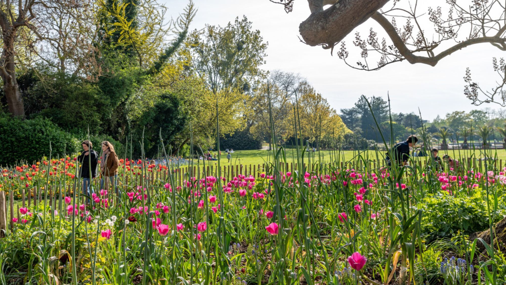 jardin-fleurs-herbe