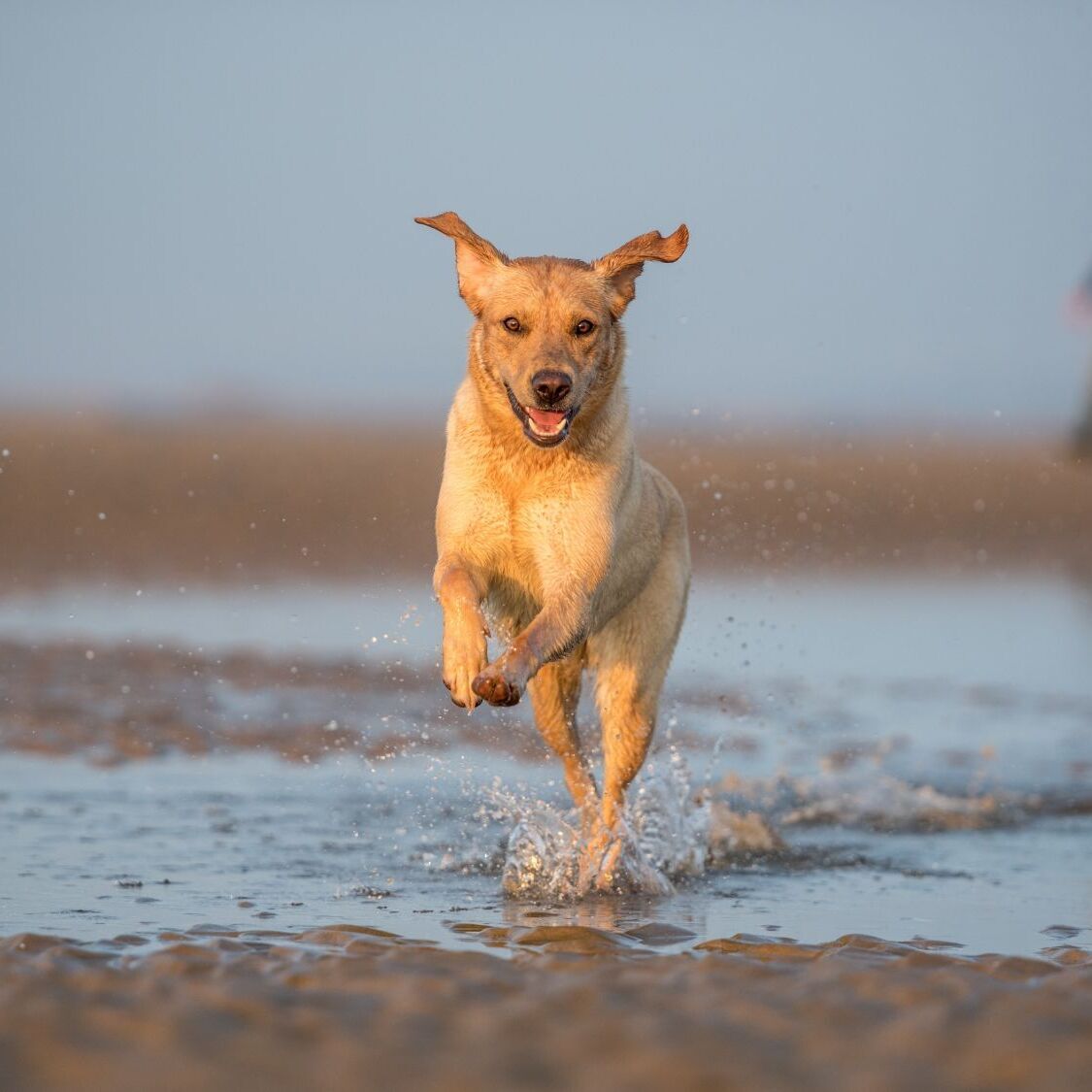 plages-dog-friendly-montpellier