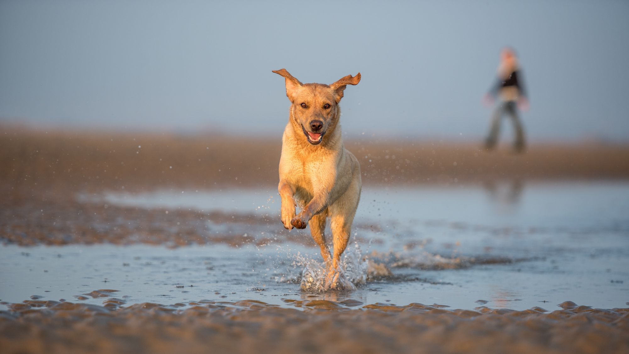 Les meilleures plages dog-friendly à Nice pour cet été plages-dog-friendly-nice