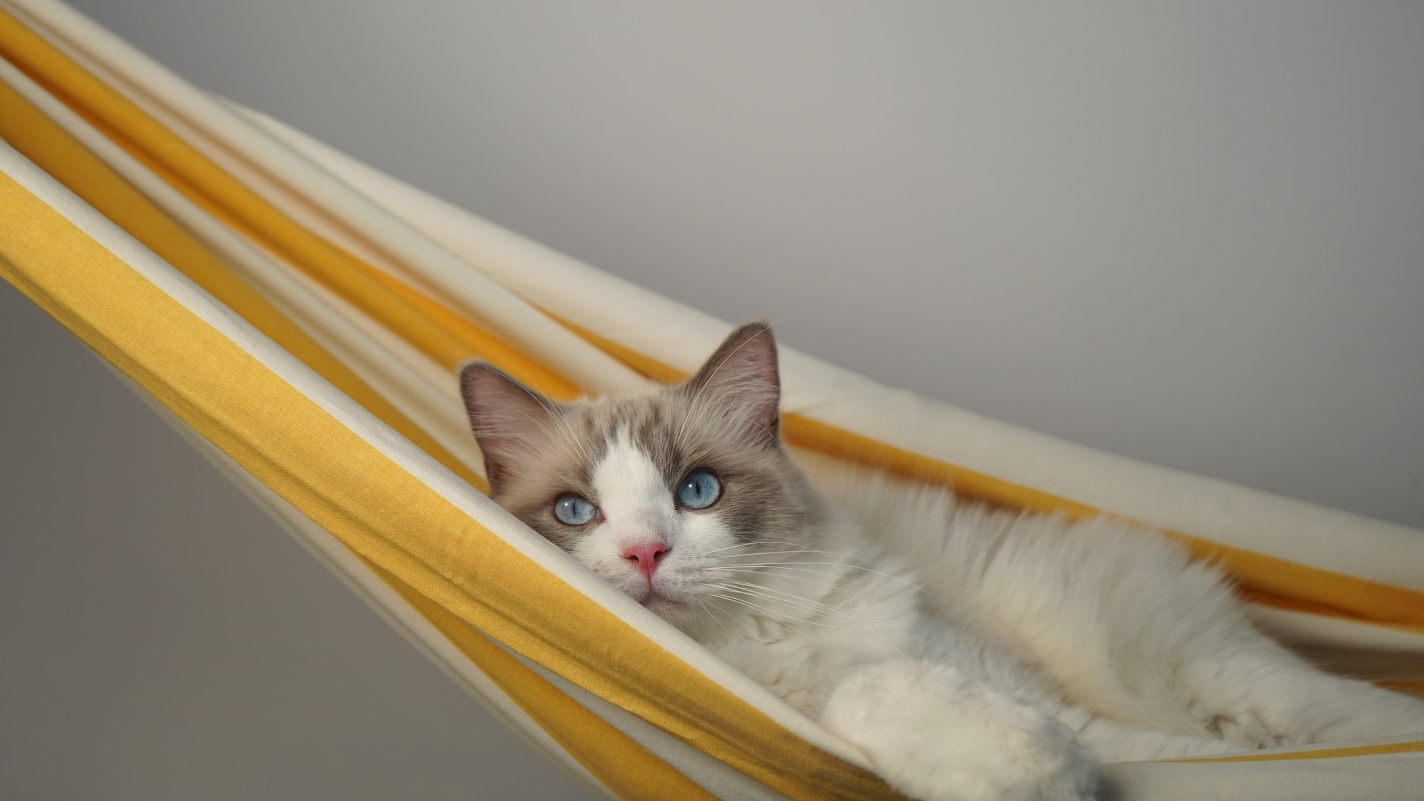 chats
