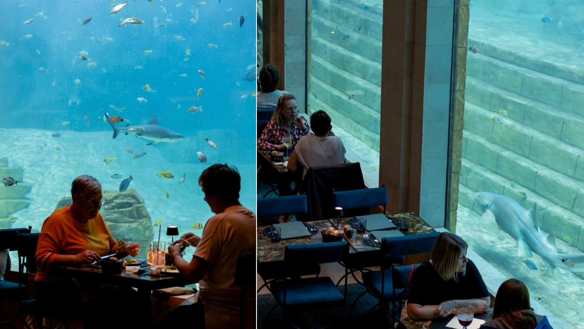 restaurant-aquarium-poissons-requin