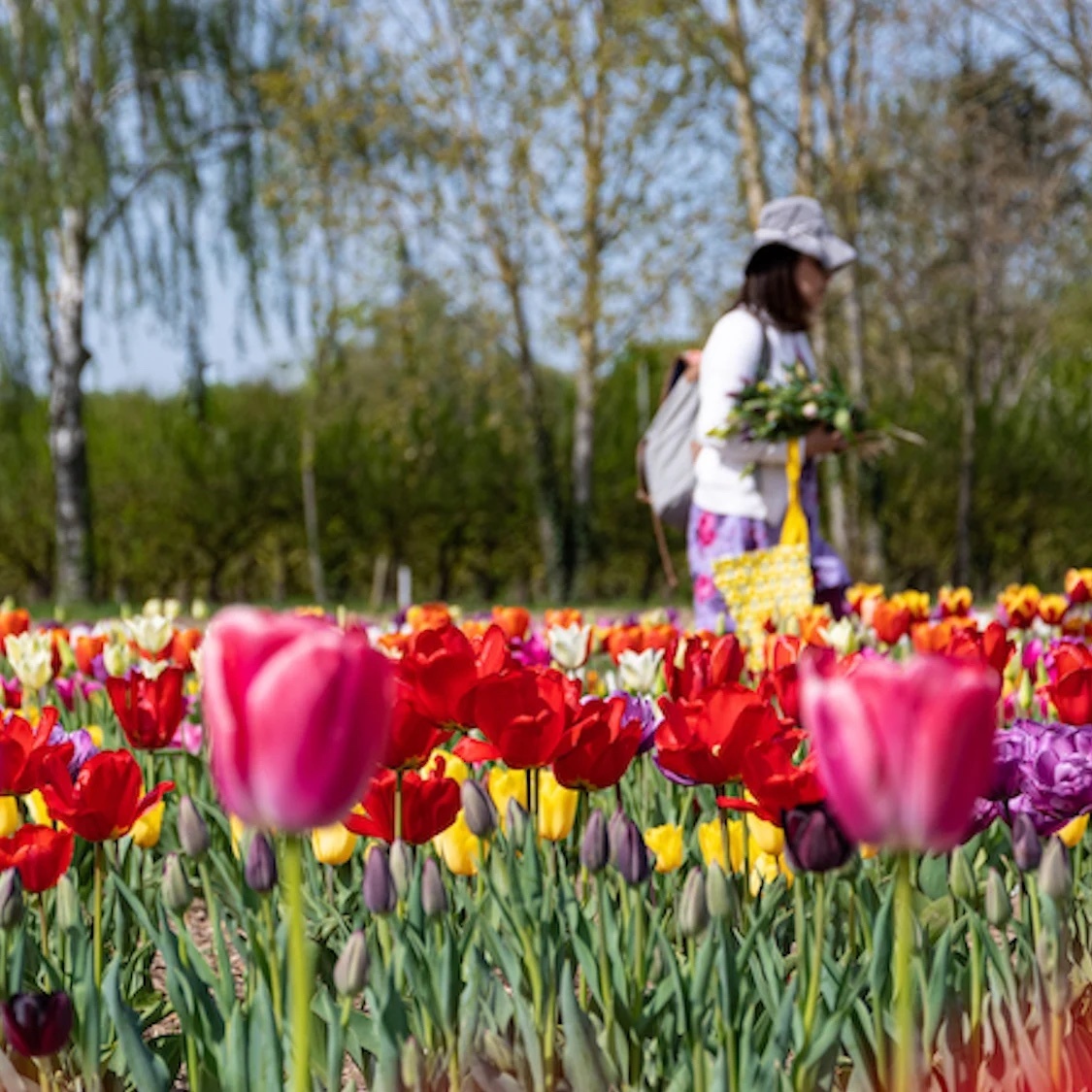 ferme-gally-cueillette-60-hectares-fleurs-fruits-l