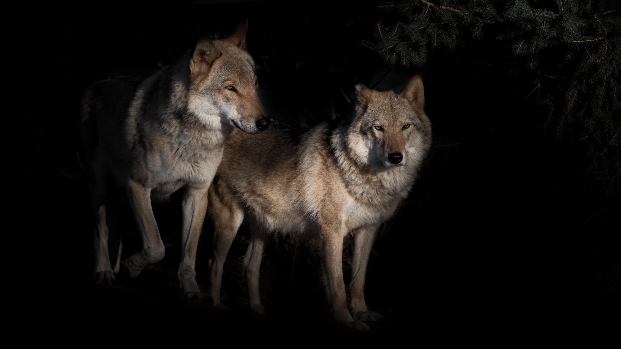 deux-loups-filmes-haies-rhone-35-km-sud-lyon