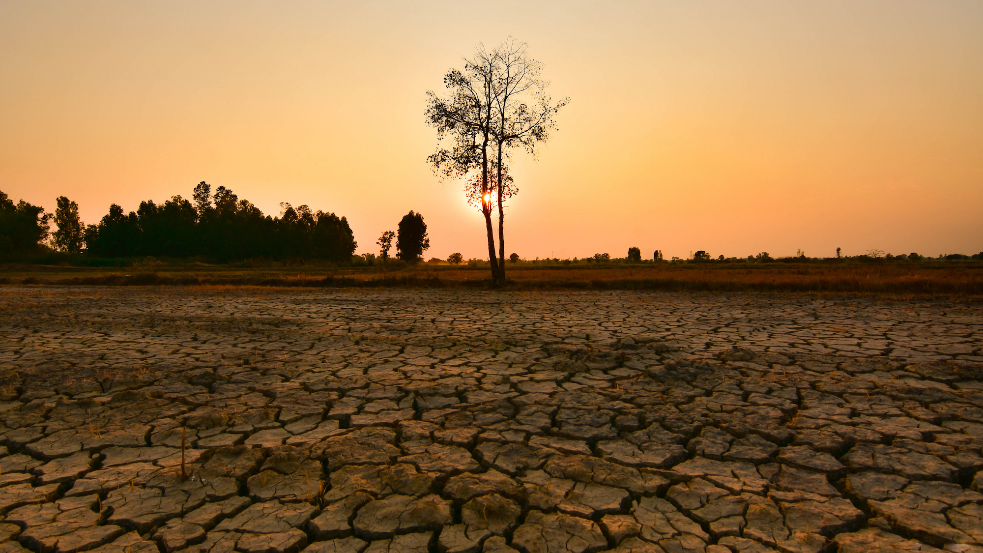 shutterstock-1311525770