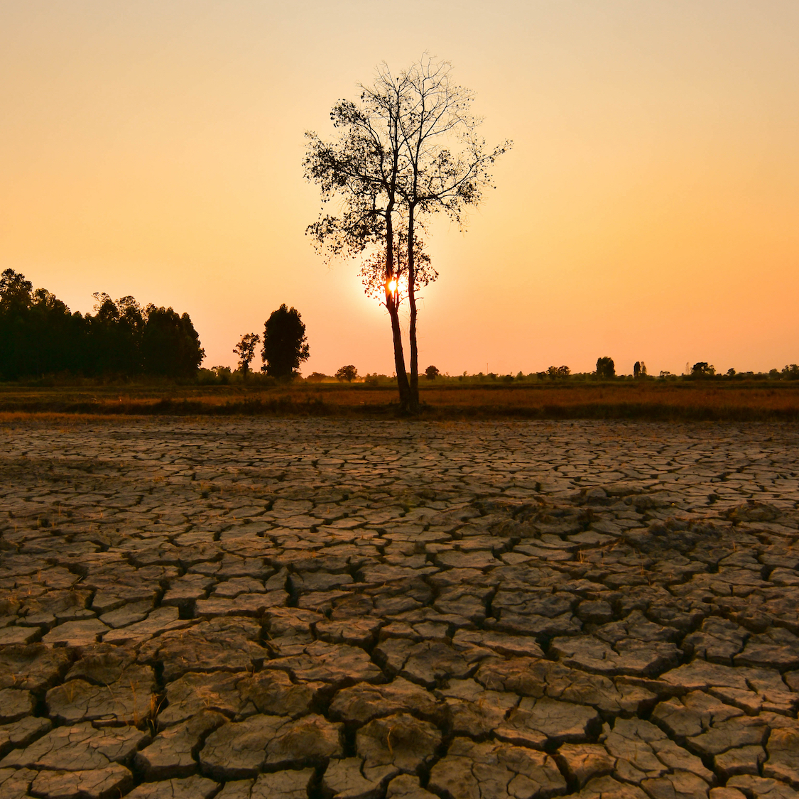 shutterstock-1311525770