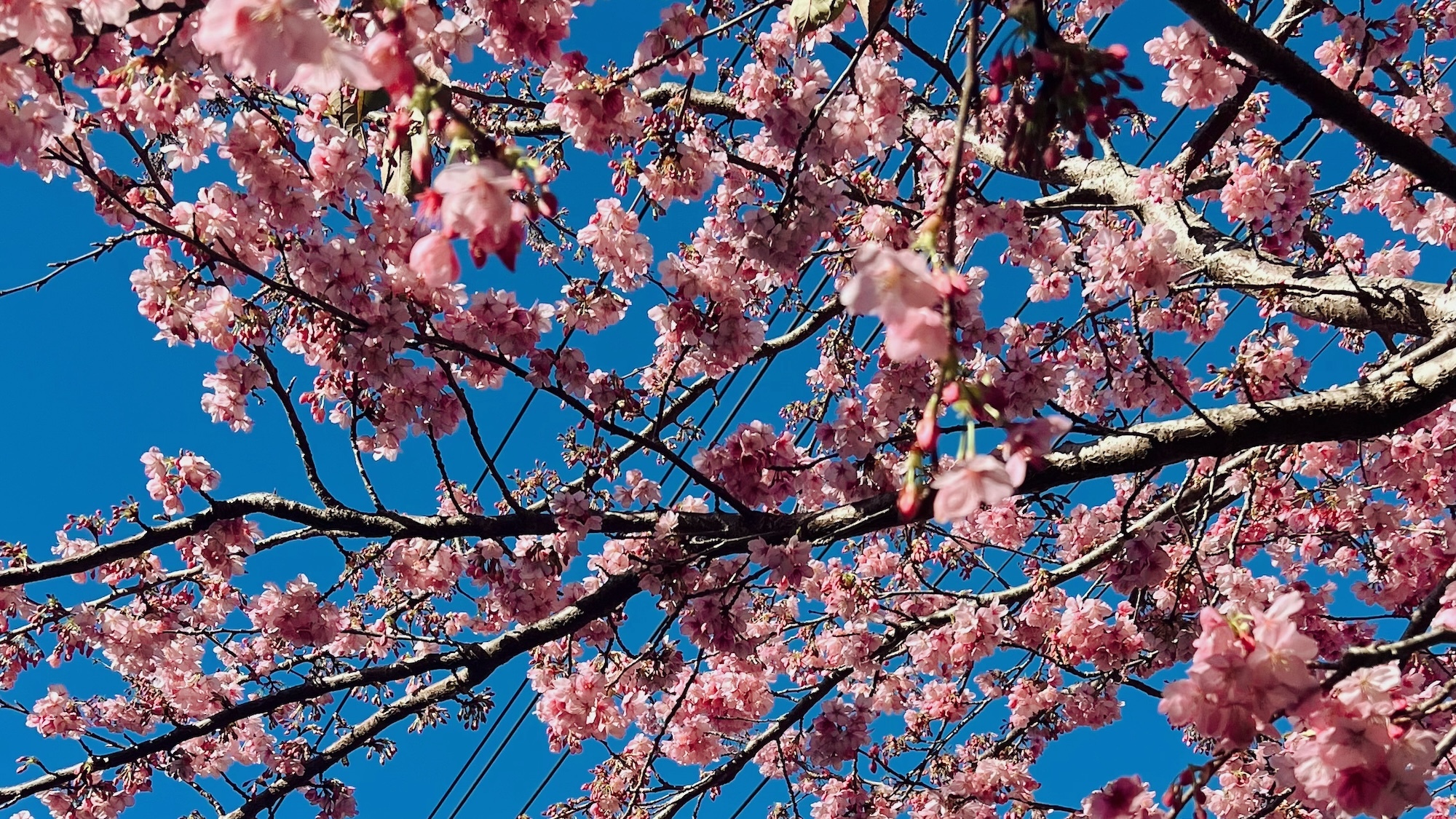 This hidden garden in Paris is home to lovely cherry blossom trees fleurs-cerisiers-jess-thomas-dupe