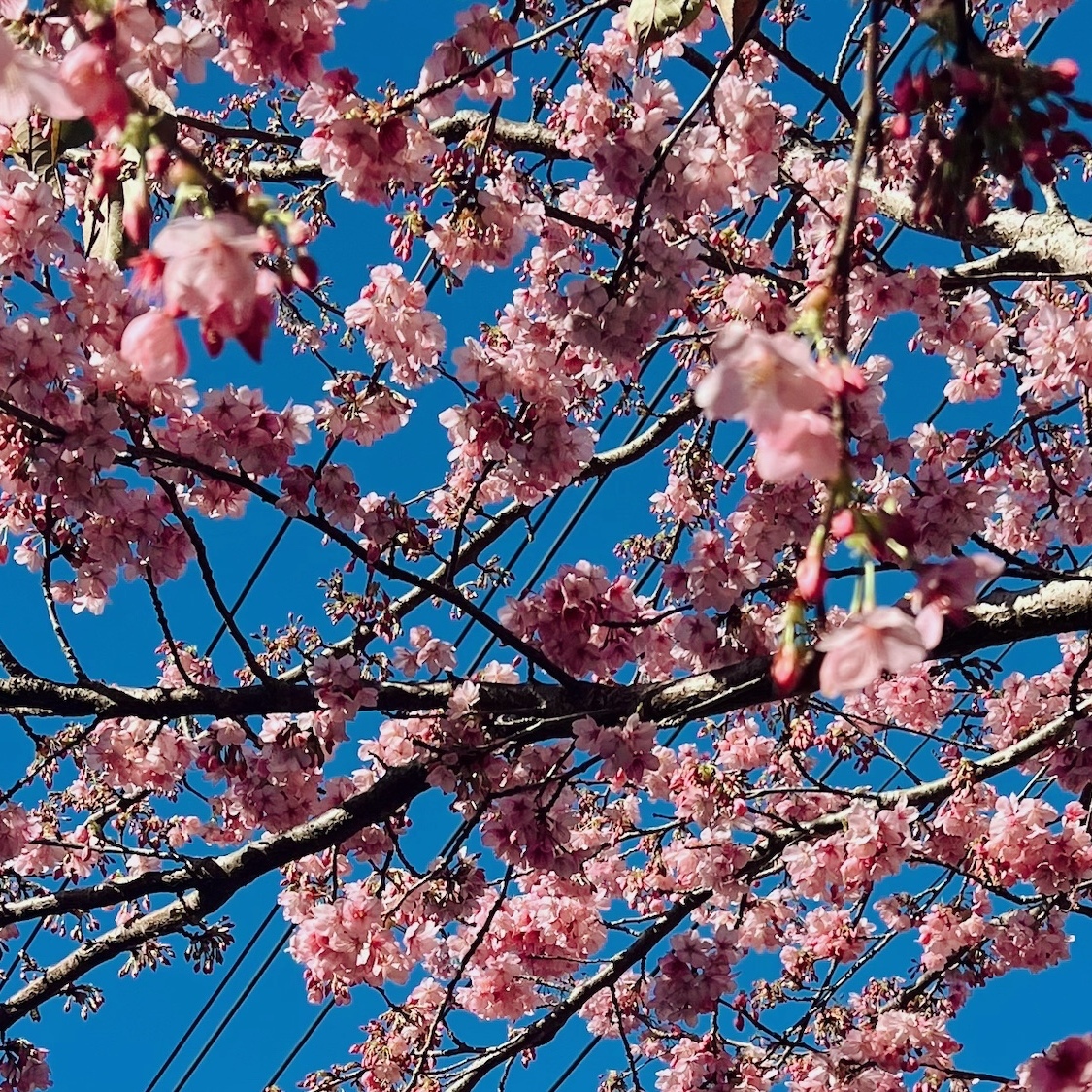 This hidden garden in Paris is home to lovely cherry blossom trees fleurs-cerisiers-jess-thomas-dupe