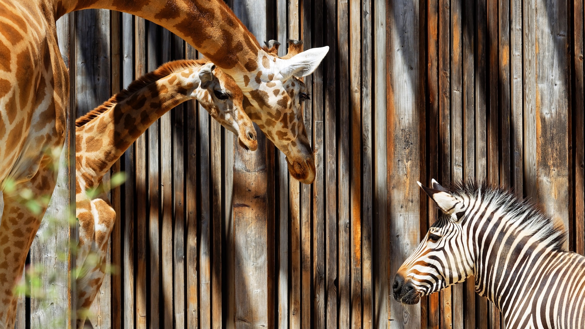 animaux-zoo-lyon-hologrammes