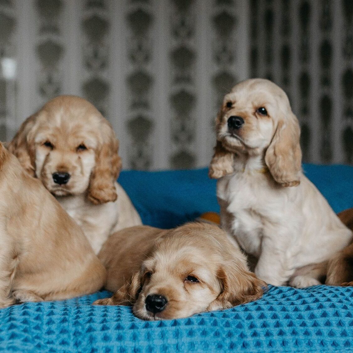 salon-du-chiot-montpellier
