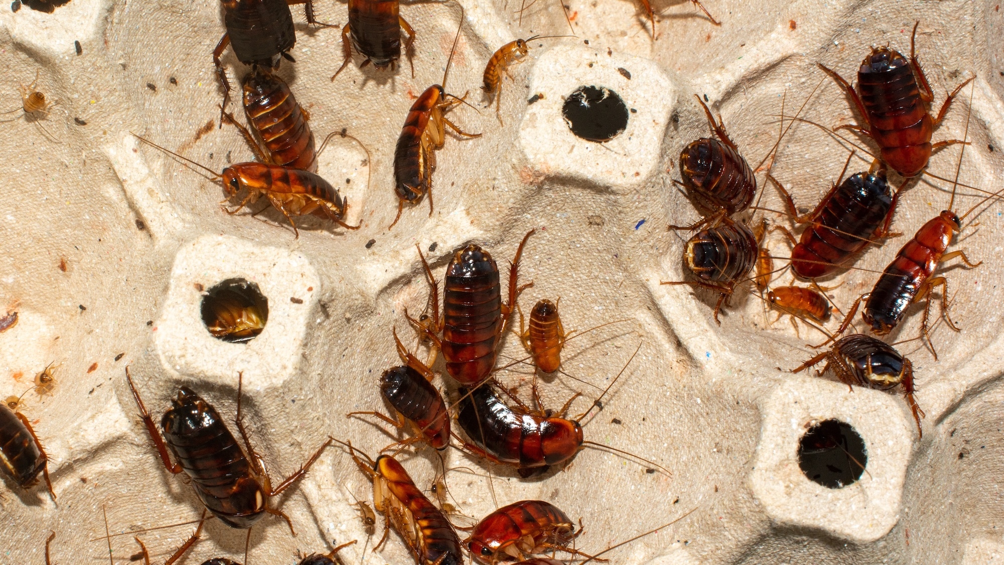 boucherie-el-wafaa-lyon-fermeture-administrative-b