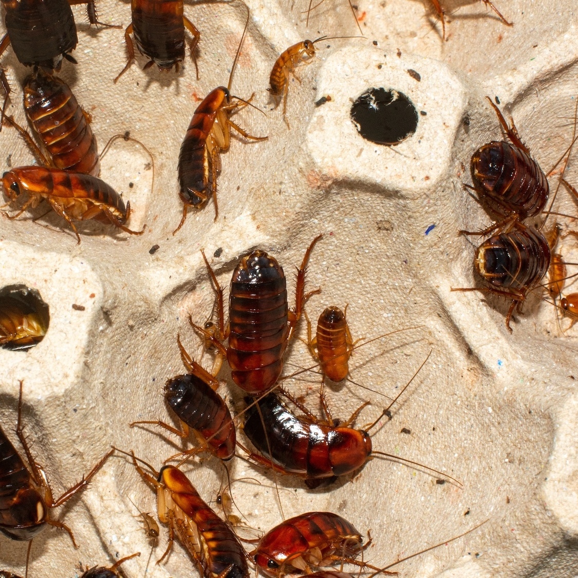 boucherie-el-wafaa-lyon-fermeture-administrative-b