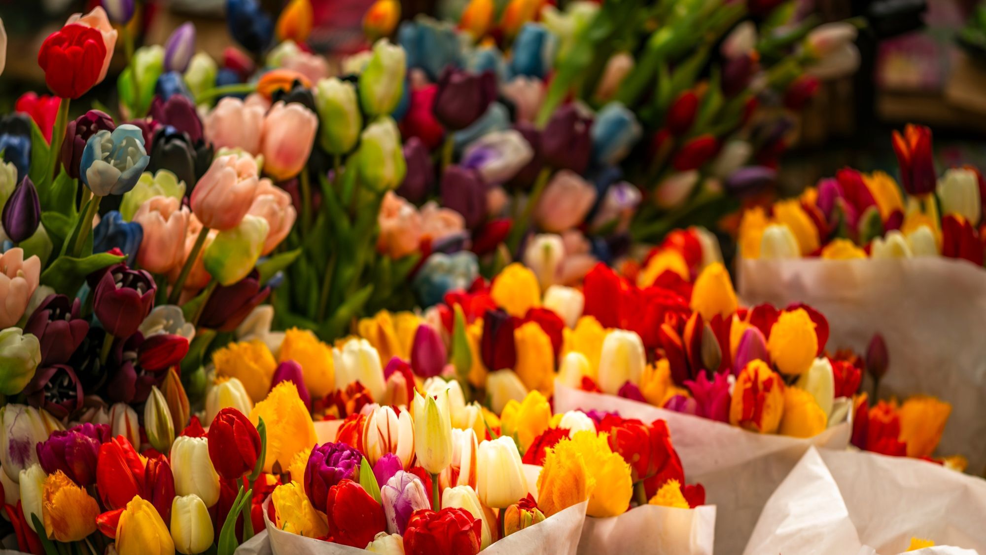 fleurs-tulipes-couleurs