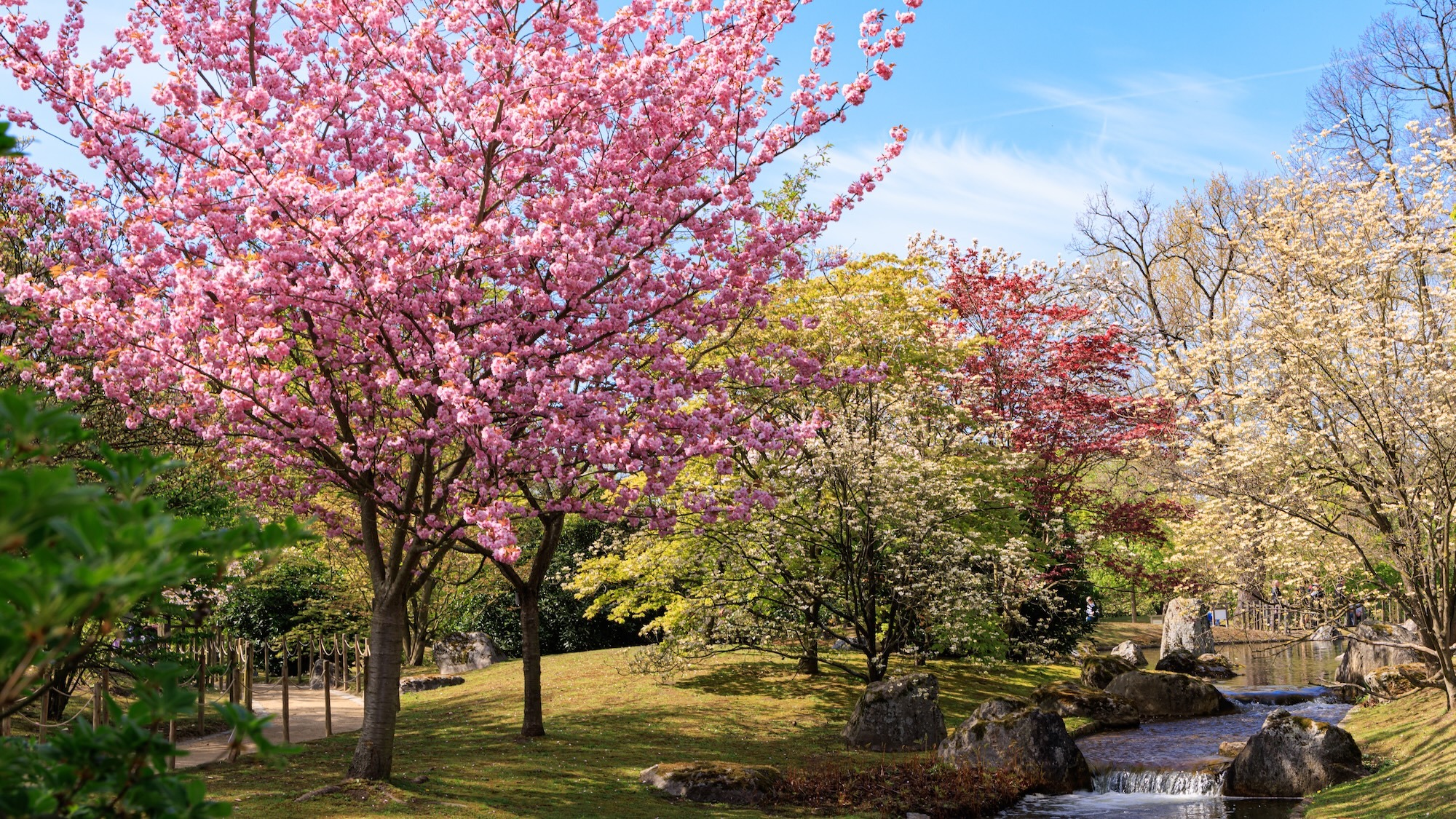 festival-cerisiers-fleurs-jardin-japonais-1h-bruxe