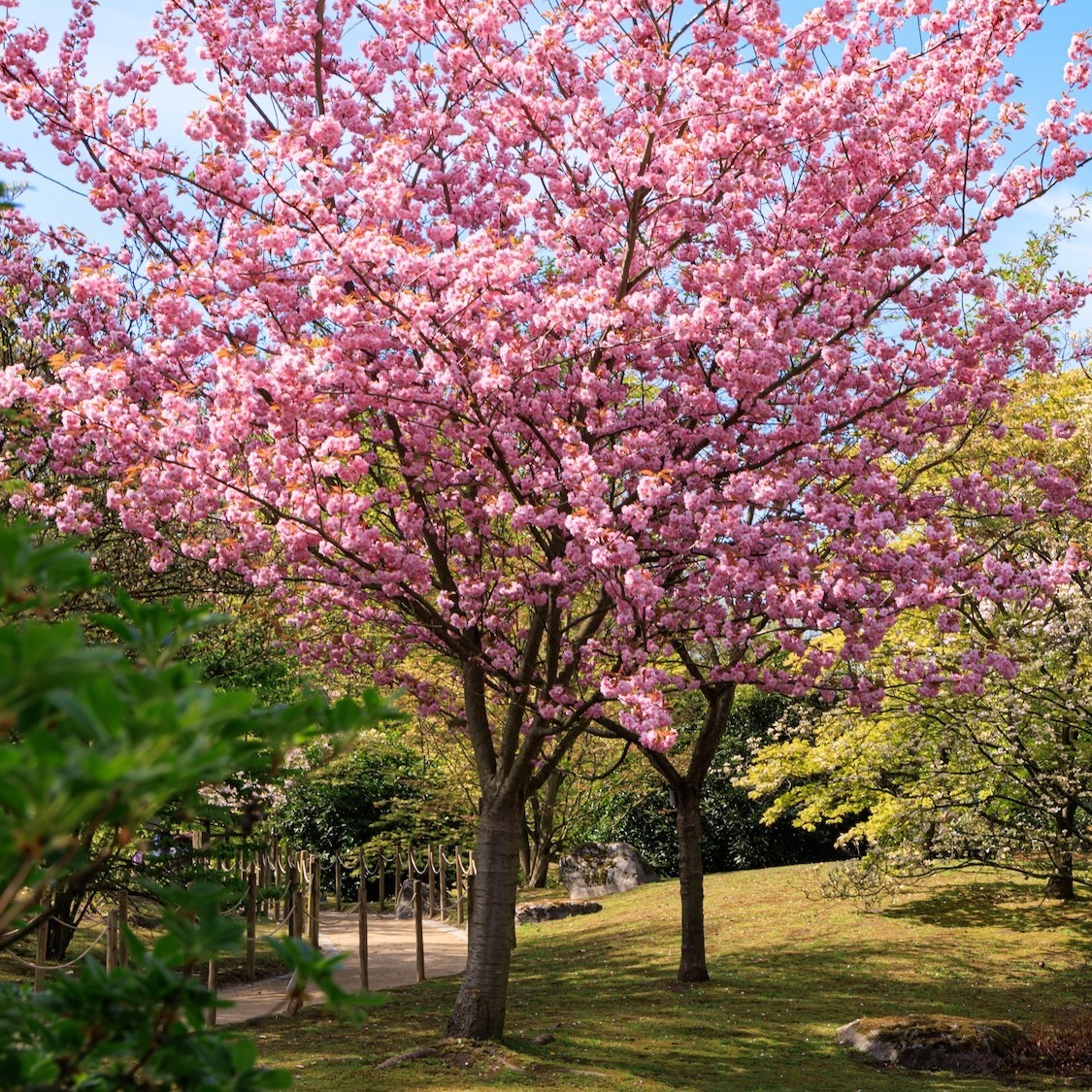 festival-cerisiers-fleurs-jardin-japonais-1h-bruxe