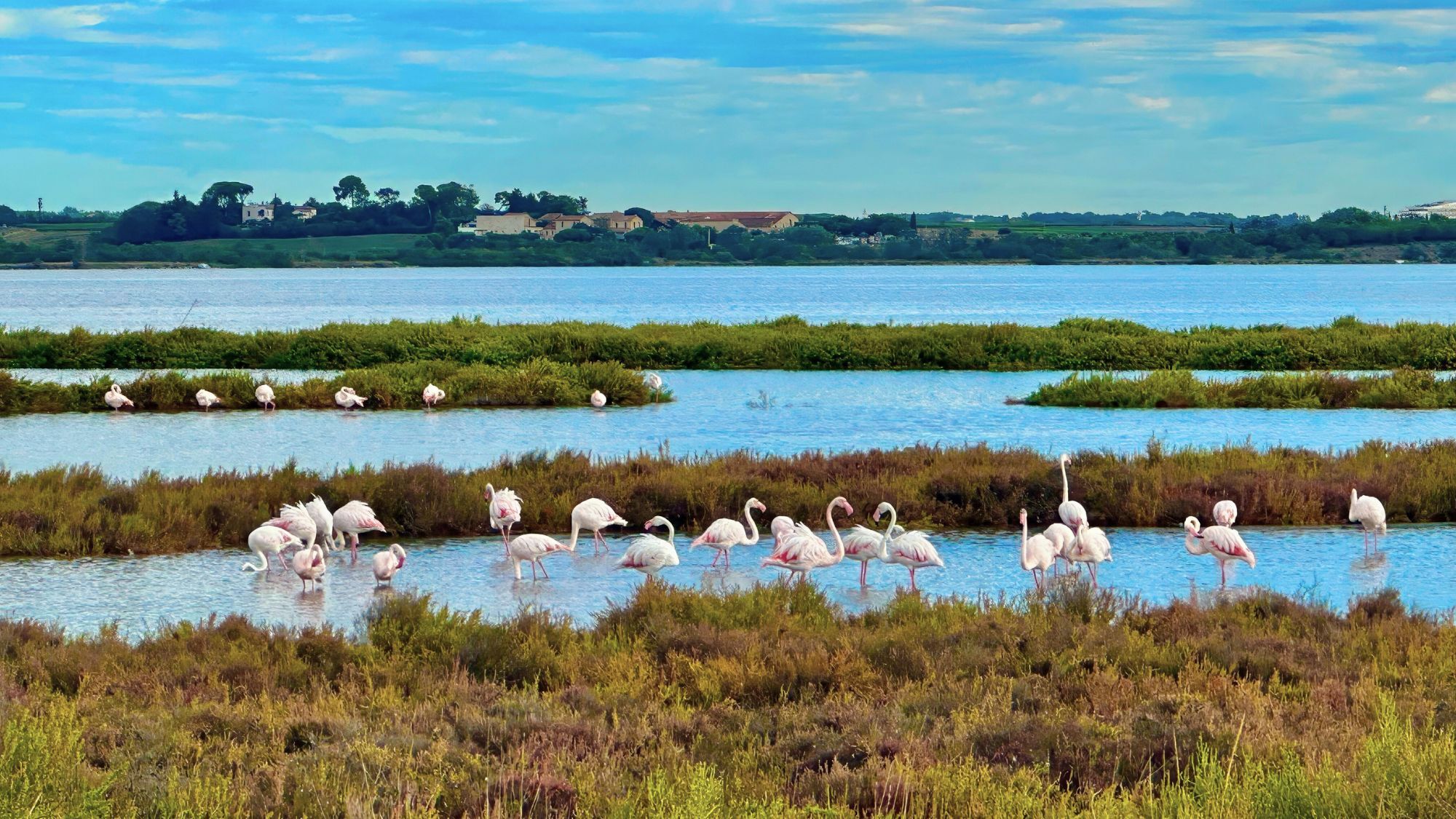 etang-sauvage-montpellier-lattes