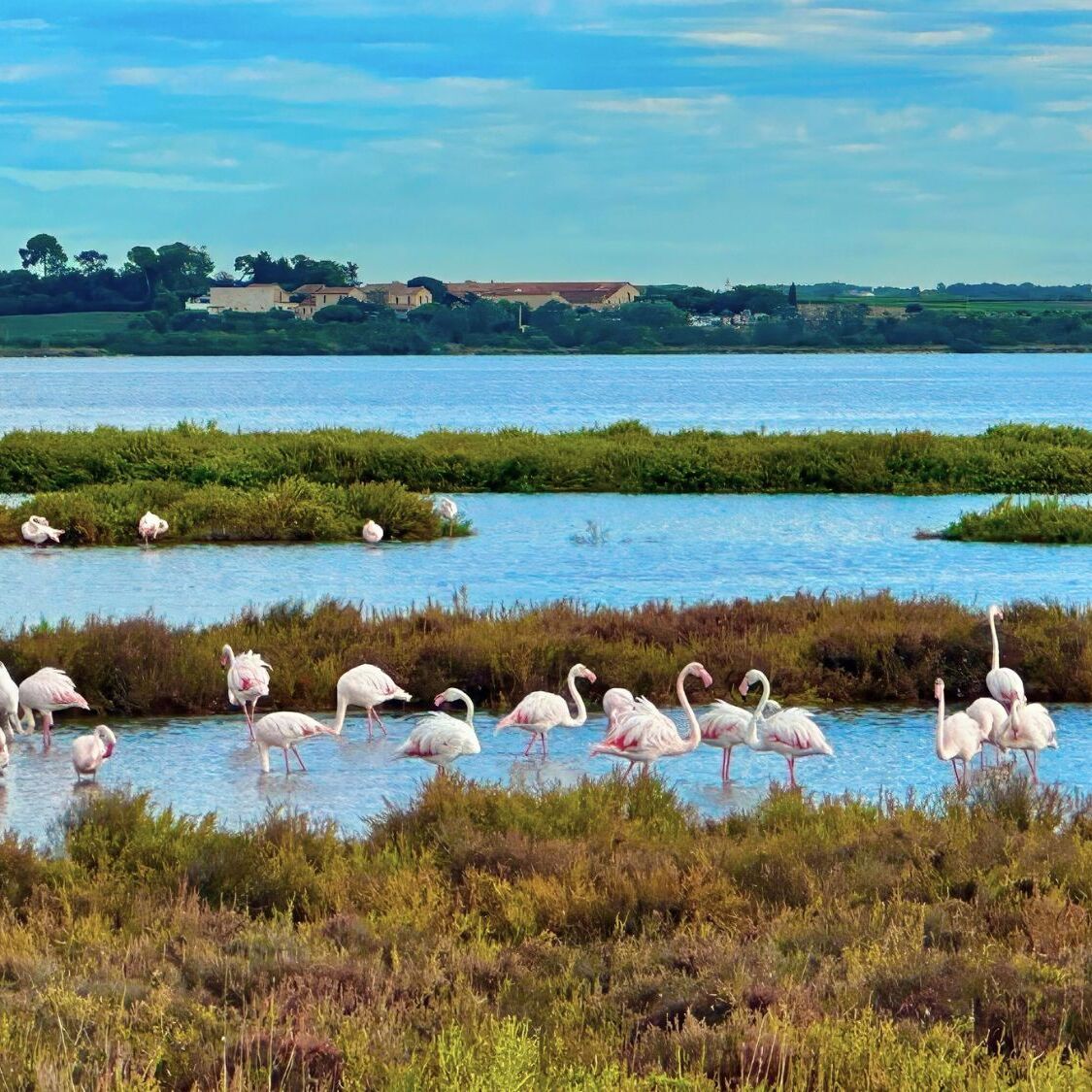 etang-sauvage-montpellier-lattes