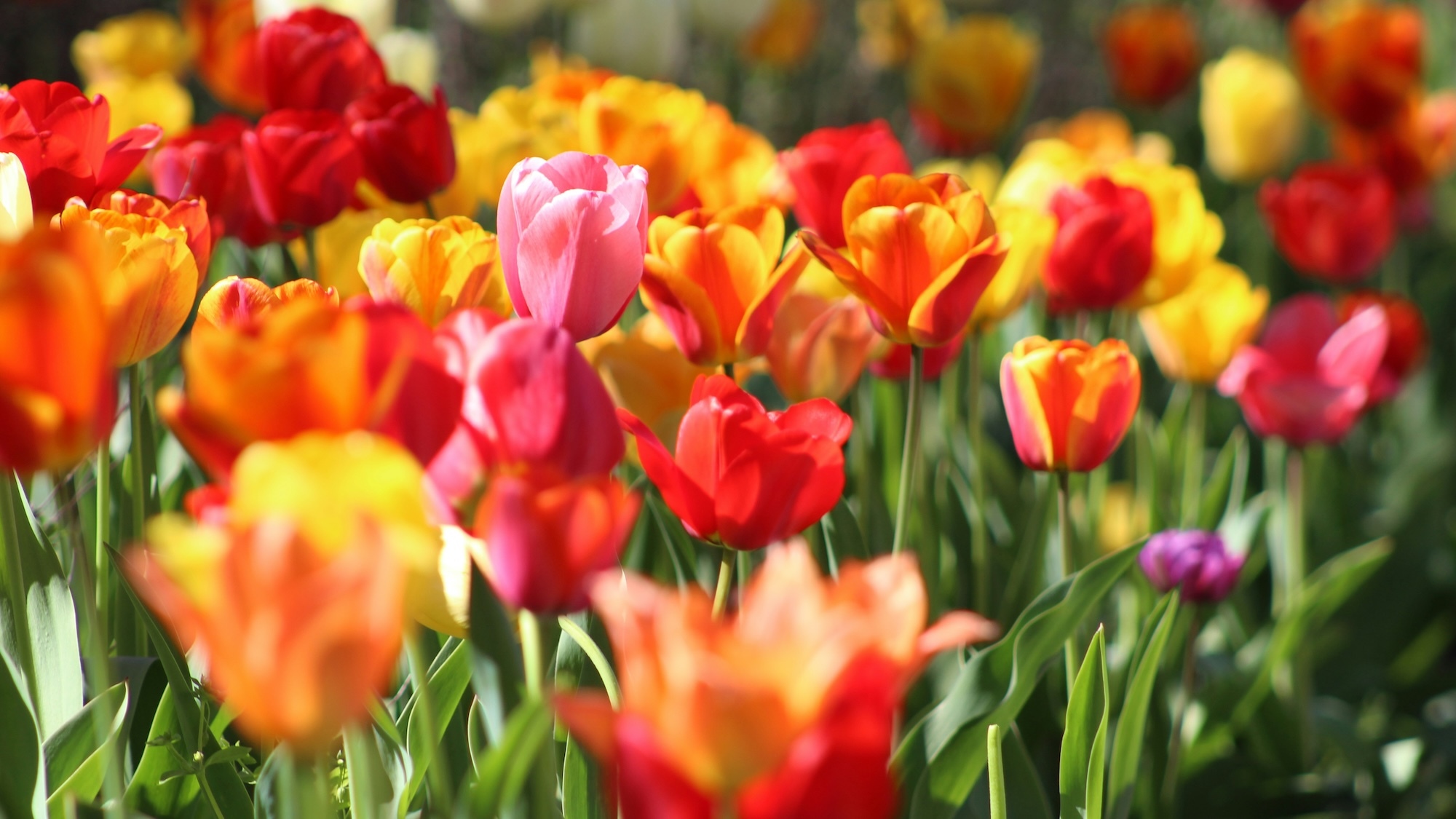 tulipes-krystina-rogers-unsplash