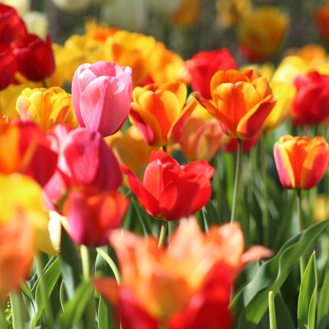 tulipes-krystina-rogers-unsplash