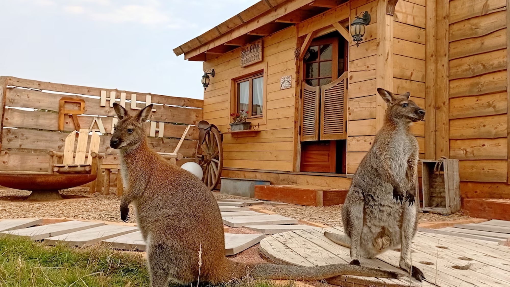 hill-ranch-2h-lyon-western-wallabys-4