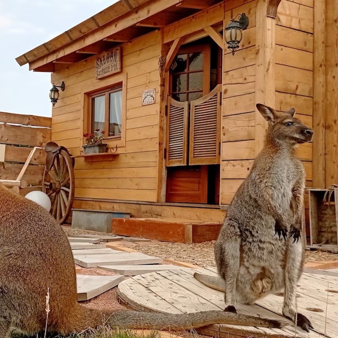 hill-ranch-2h-lyon-western-wallabys-4