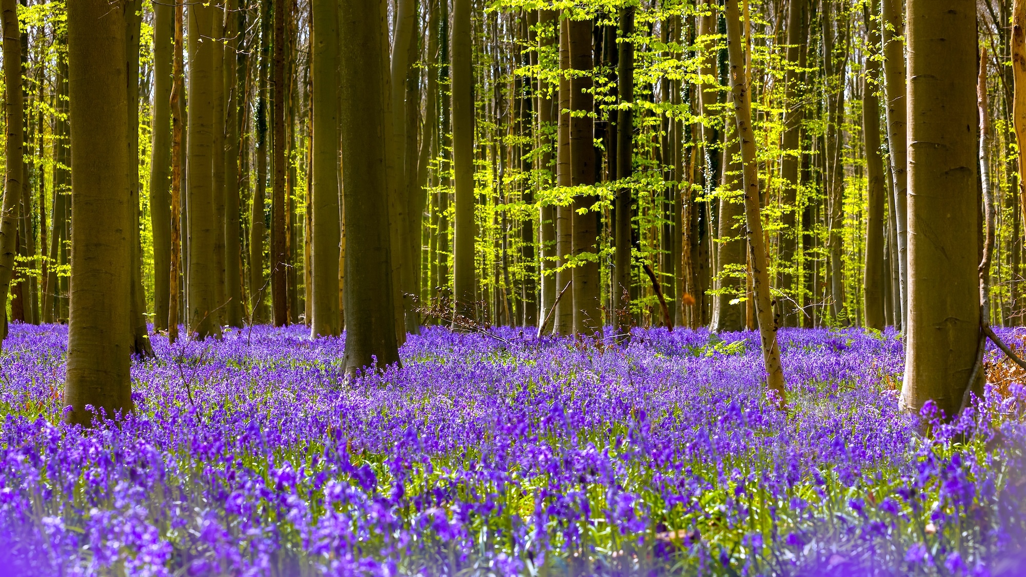 bois-hal-30-minutes-bruxelles-violet-printemps