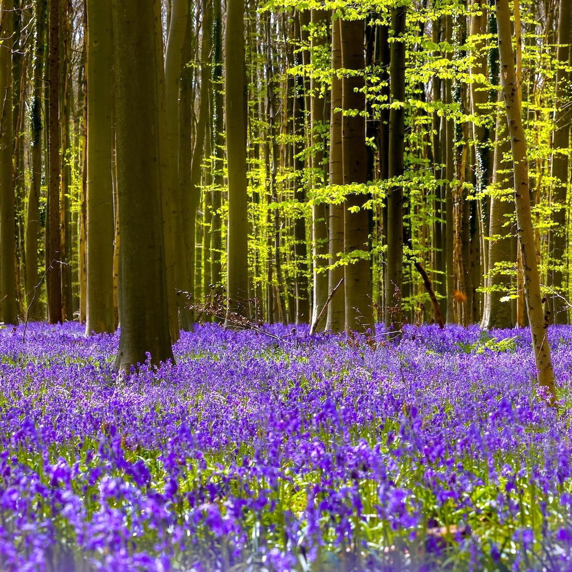 bois-hal-30-minutes-bruxelles-violet-printemps