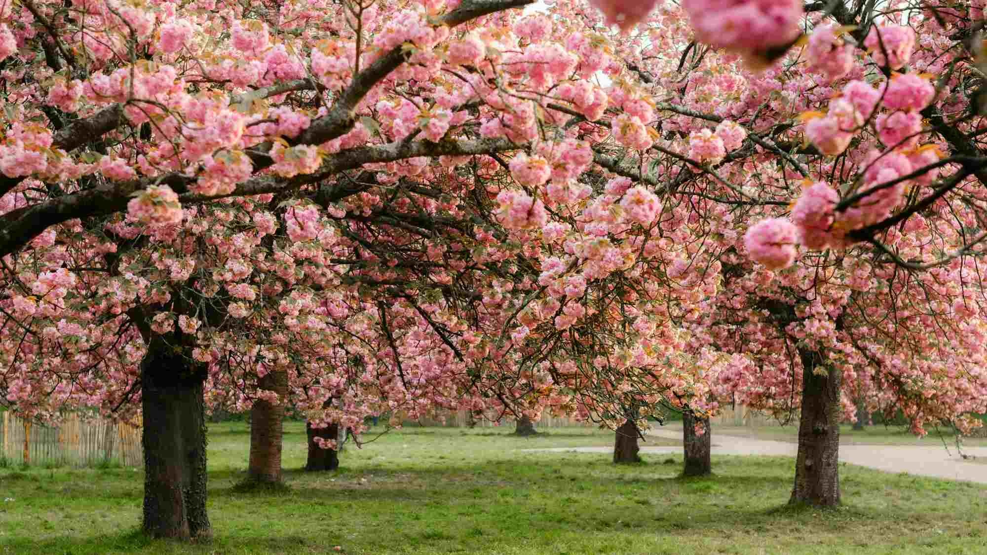 arbres-fleurs-cerisier