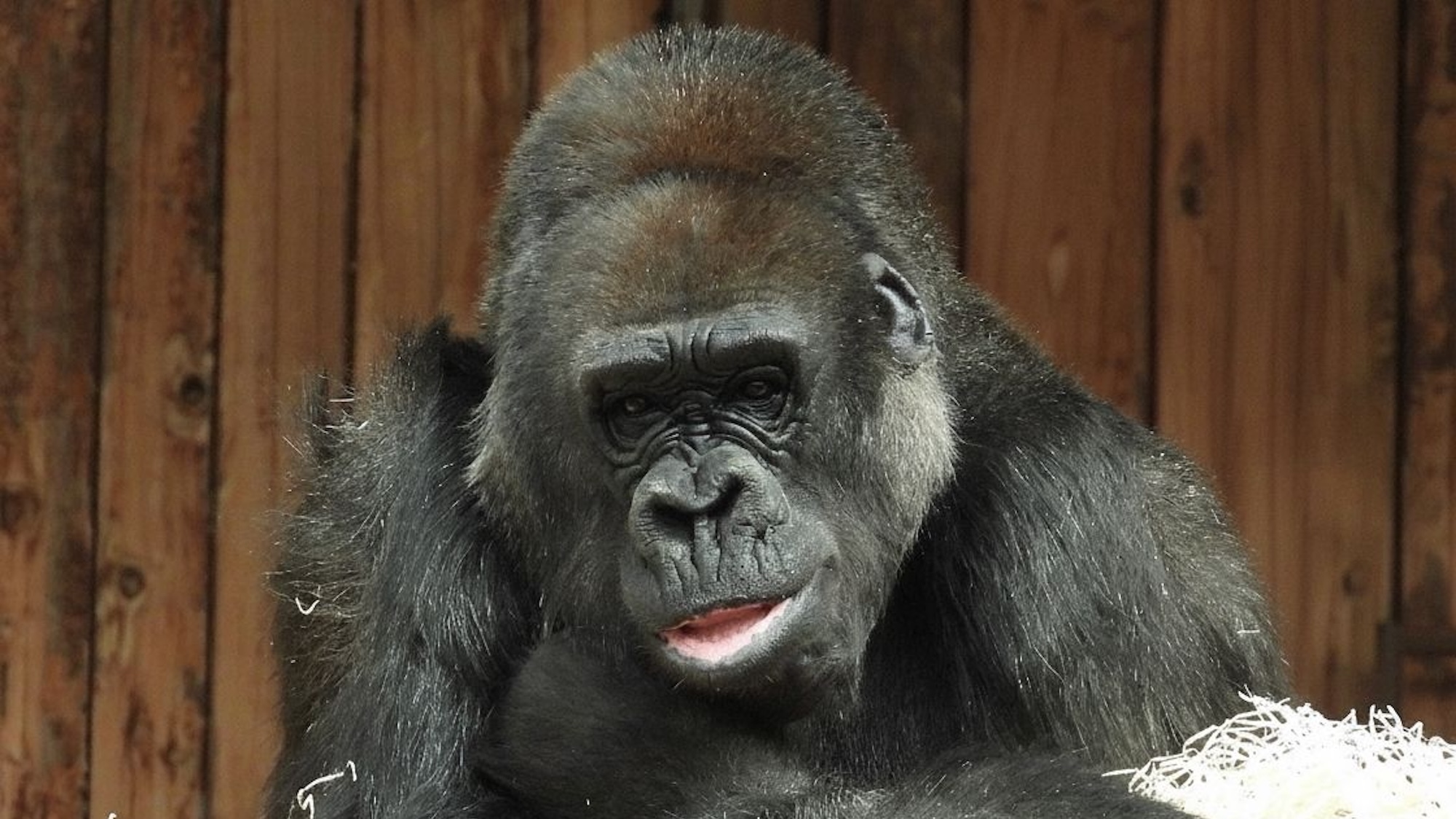 tristesse-doyenne-gorilles-mort-49-ans-zoo-saint-m