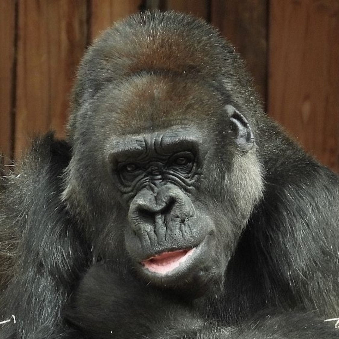 tristesse-doyenne-gorilles-mort-49-ans-zoo-saint-m