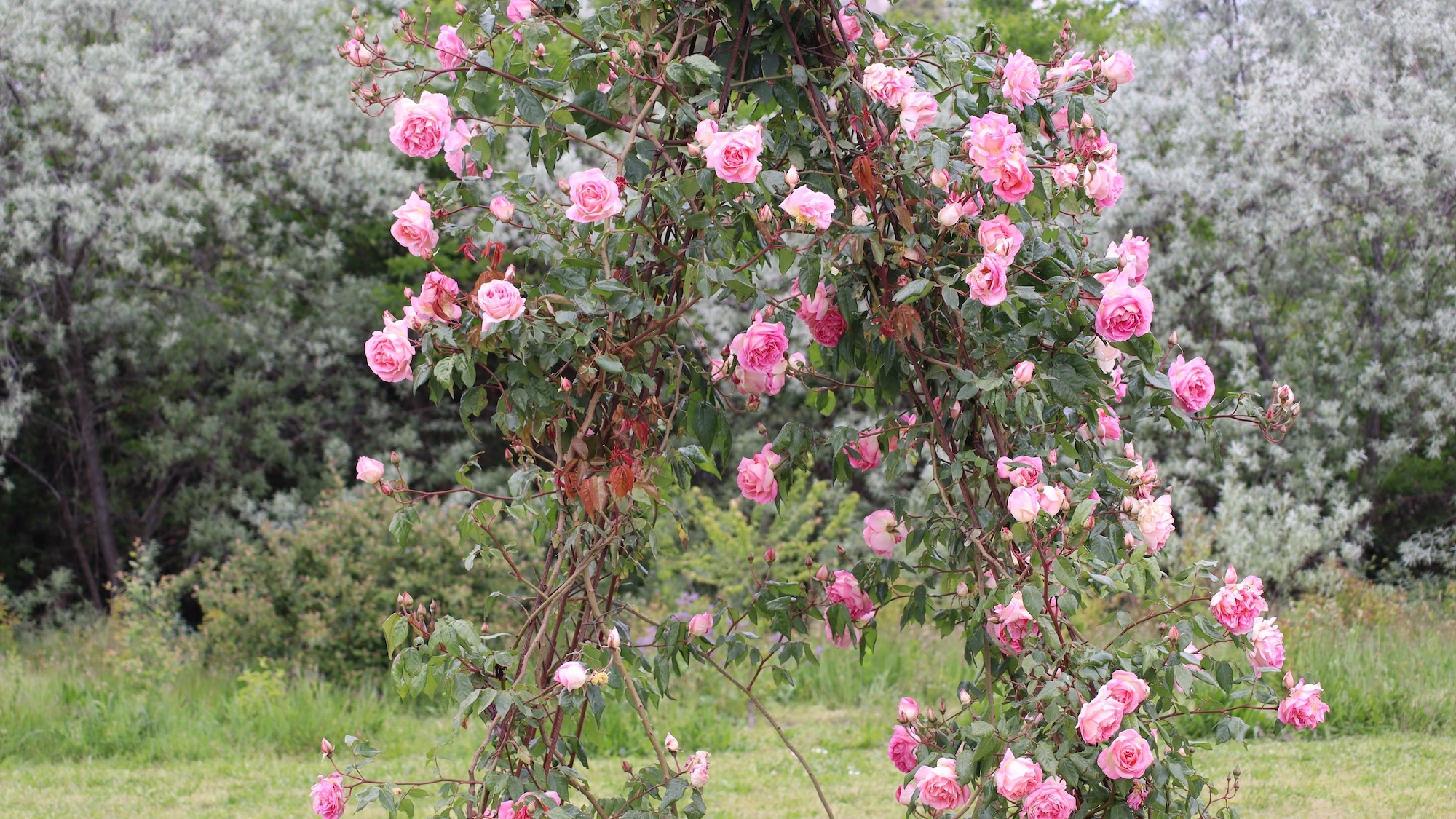Ce jardin très méconnu aux portes de Lyon cache plus de 150 espèces de roses différentes roseraie-saint-clair-caluire-lyon-150-especes-rose