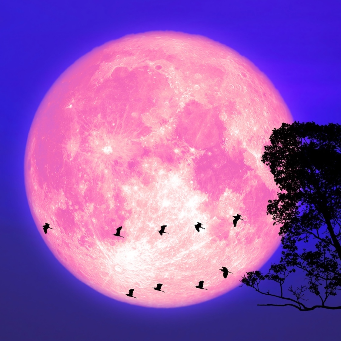 pleine-lune-rose-lyon-debut-avril