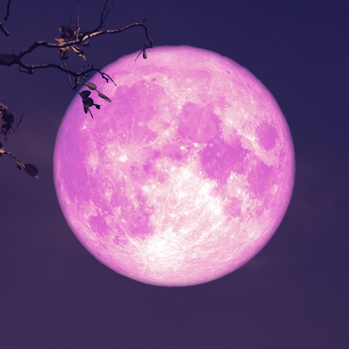 super-lune-rose