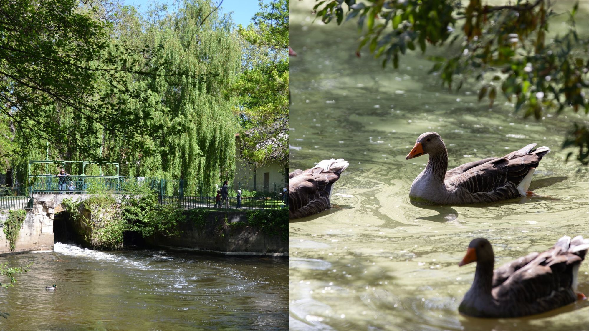 Un parc animalier gratuit avec des centaines d’animaux se cache à 20 minutes de Bordeaux centre parc-rene-canivenc-moulineau