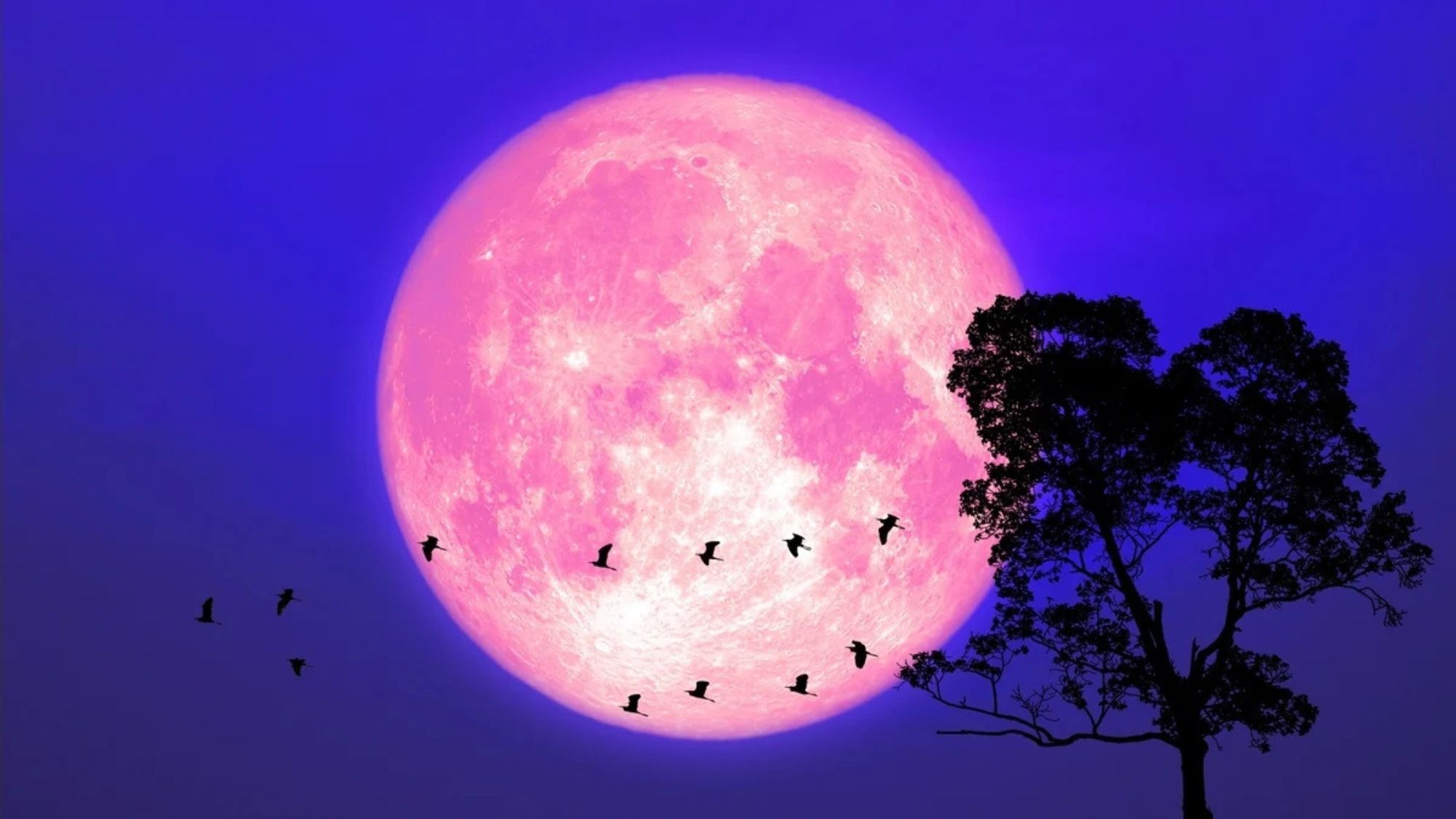 pleine-lune-rose-lille