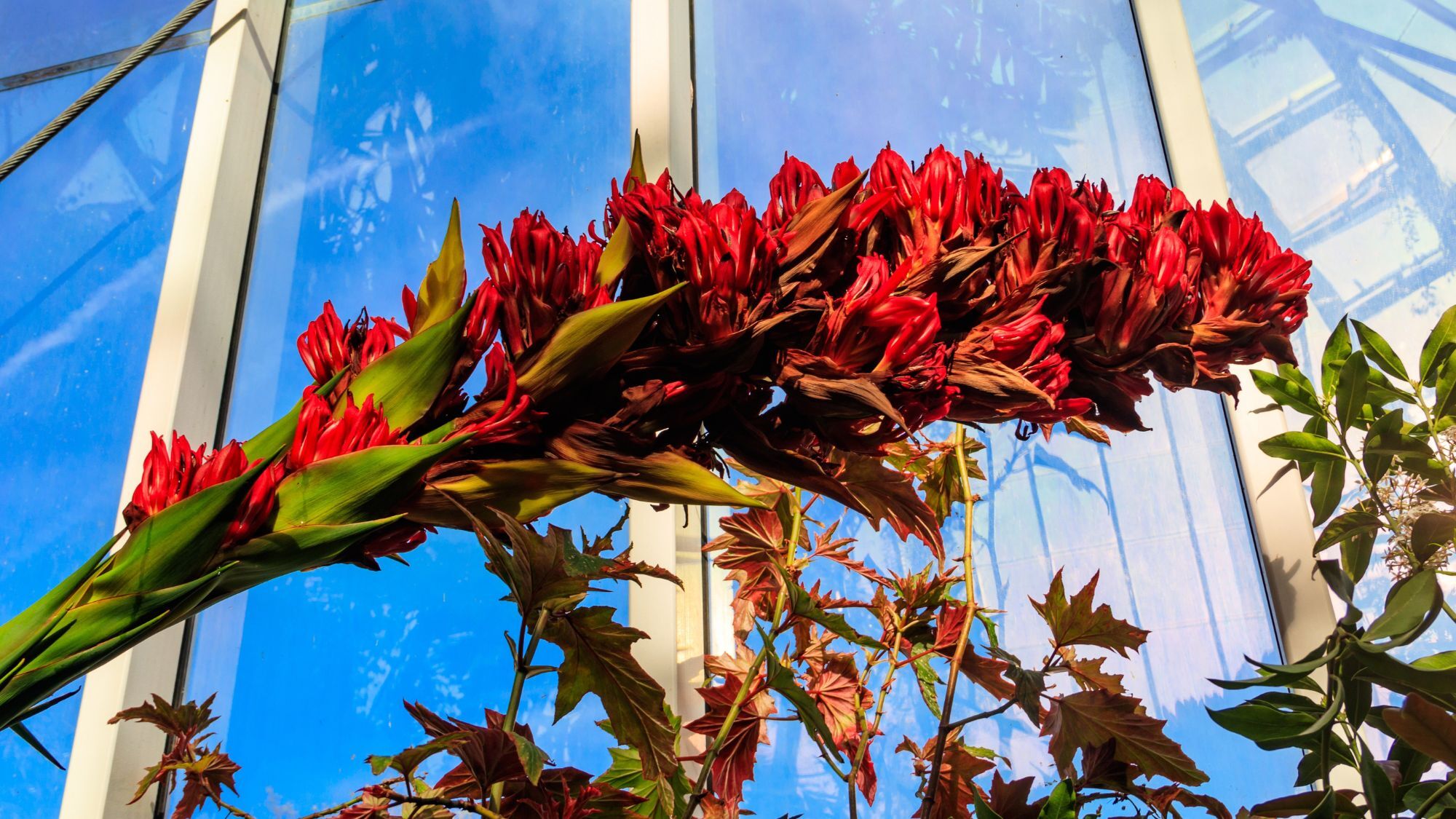 fleur-rare-geneve-doryanthes-palmeri-jardin-botani