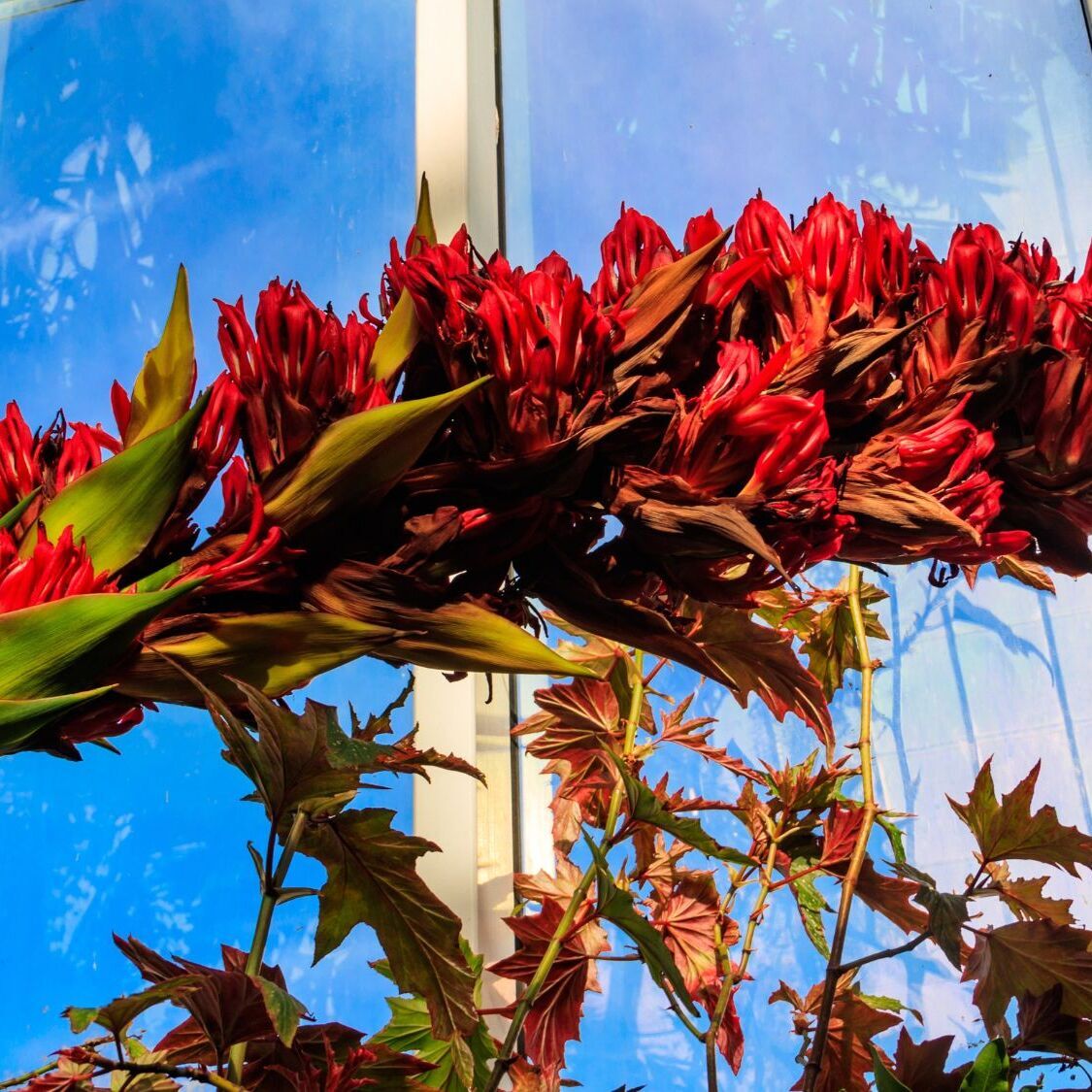 fleur-rare-geneve-doryanthes-palmeri-jardin-botani