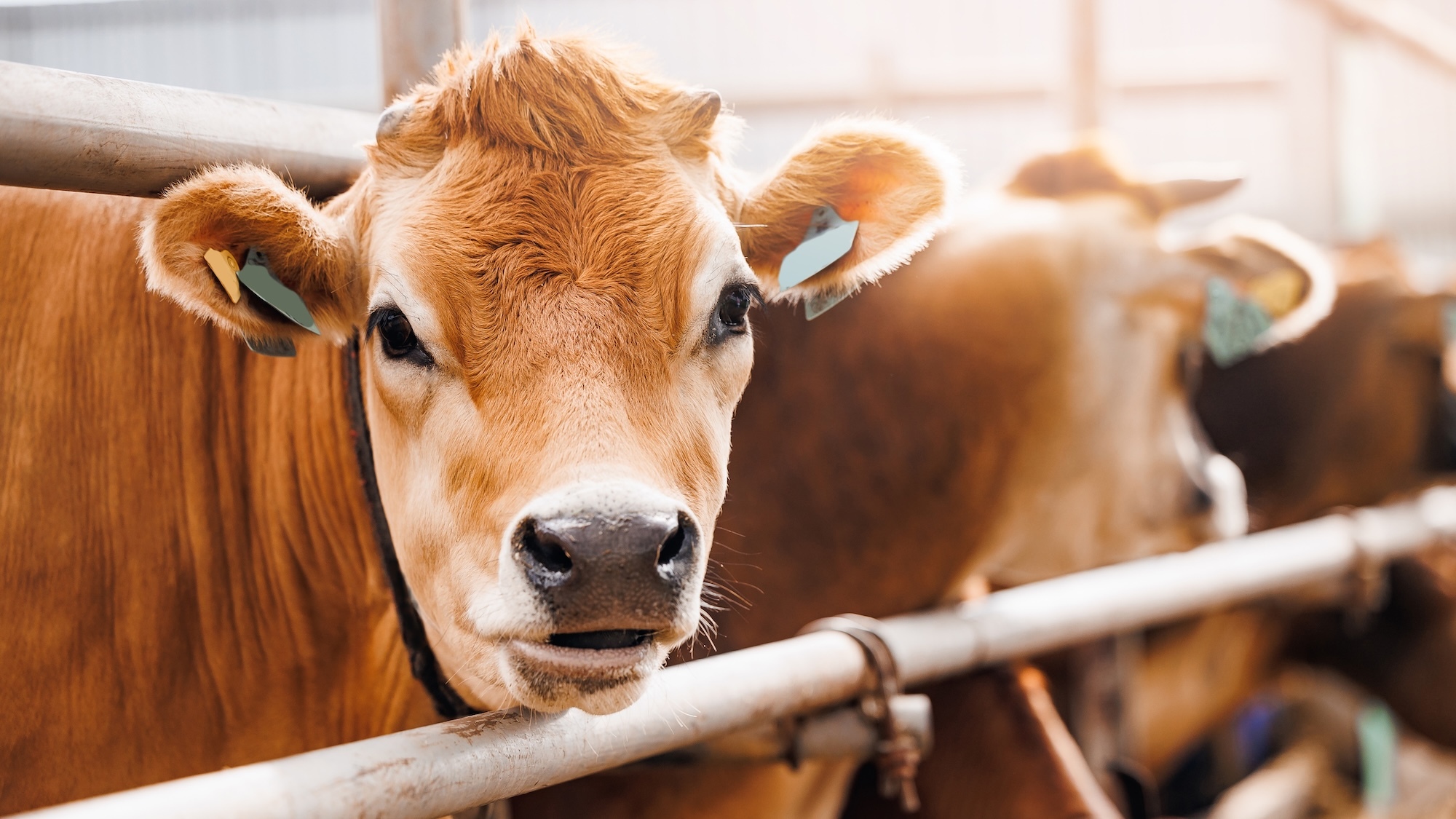 A mini Agricultural Fair of 3,000 m² is coming to Lyon this weekend! mini-salon-agriculture-foire-lyon-ce-week-end