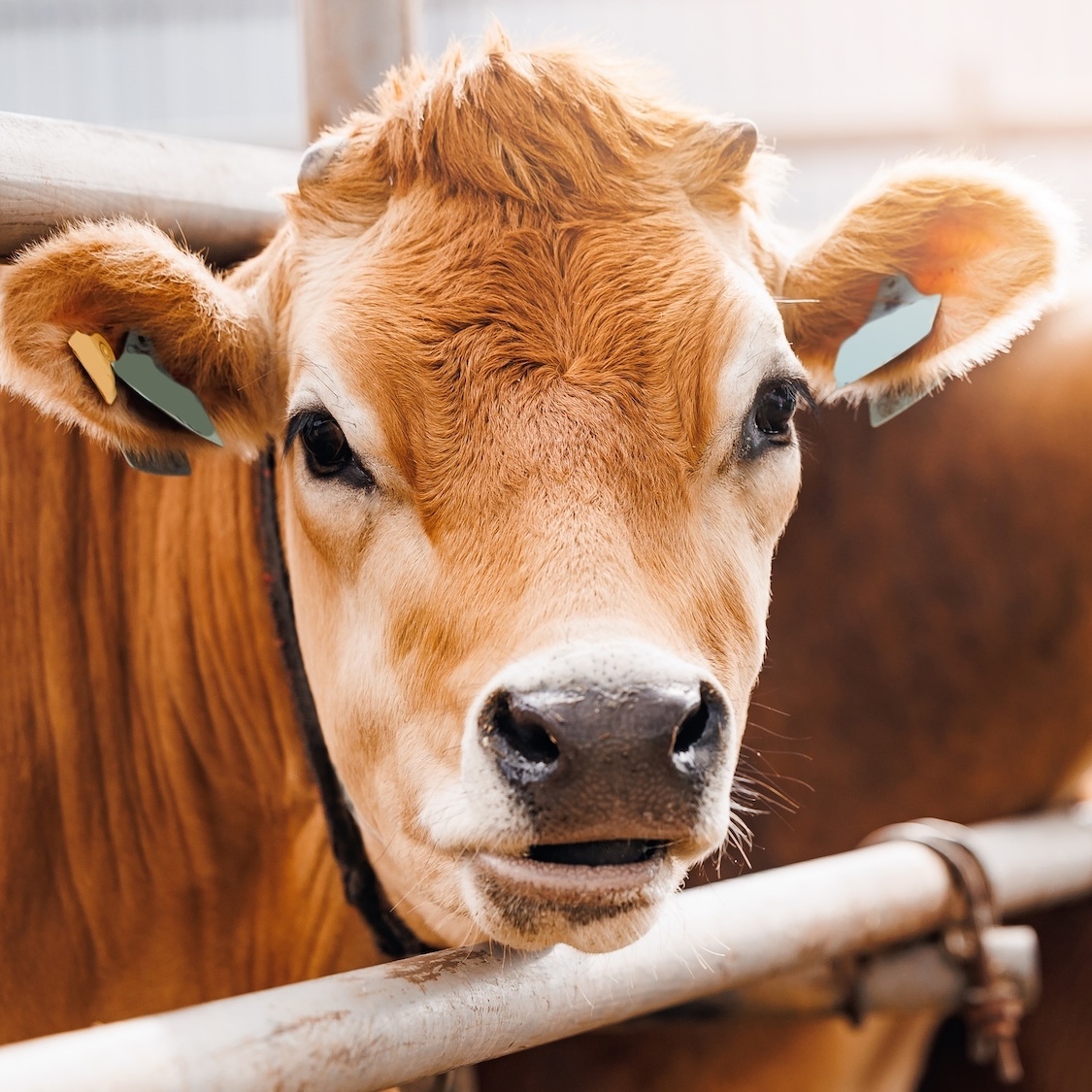 mini-salon-agriculture-foire-lyon-ce-week-end