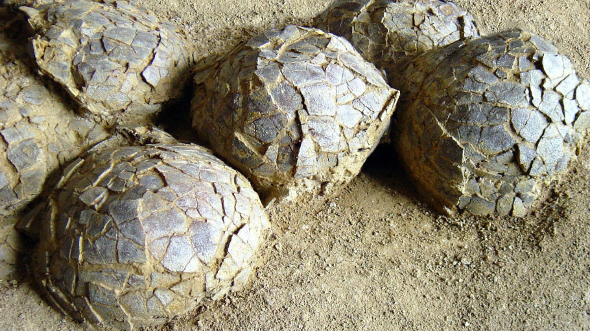 oeufs-dinosaures-meze