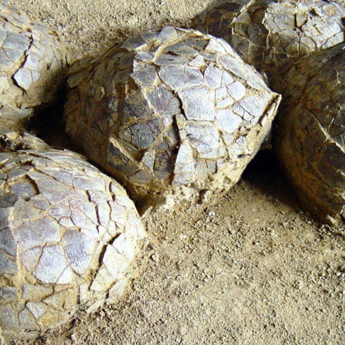 oeufs-dinosaures-meze