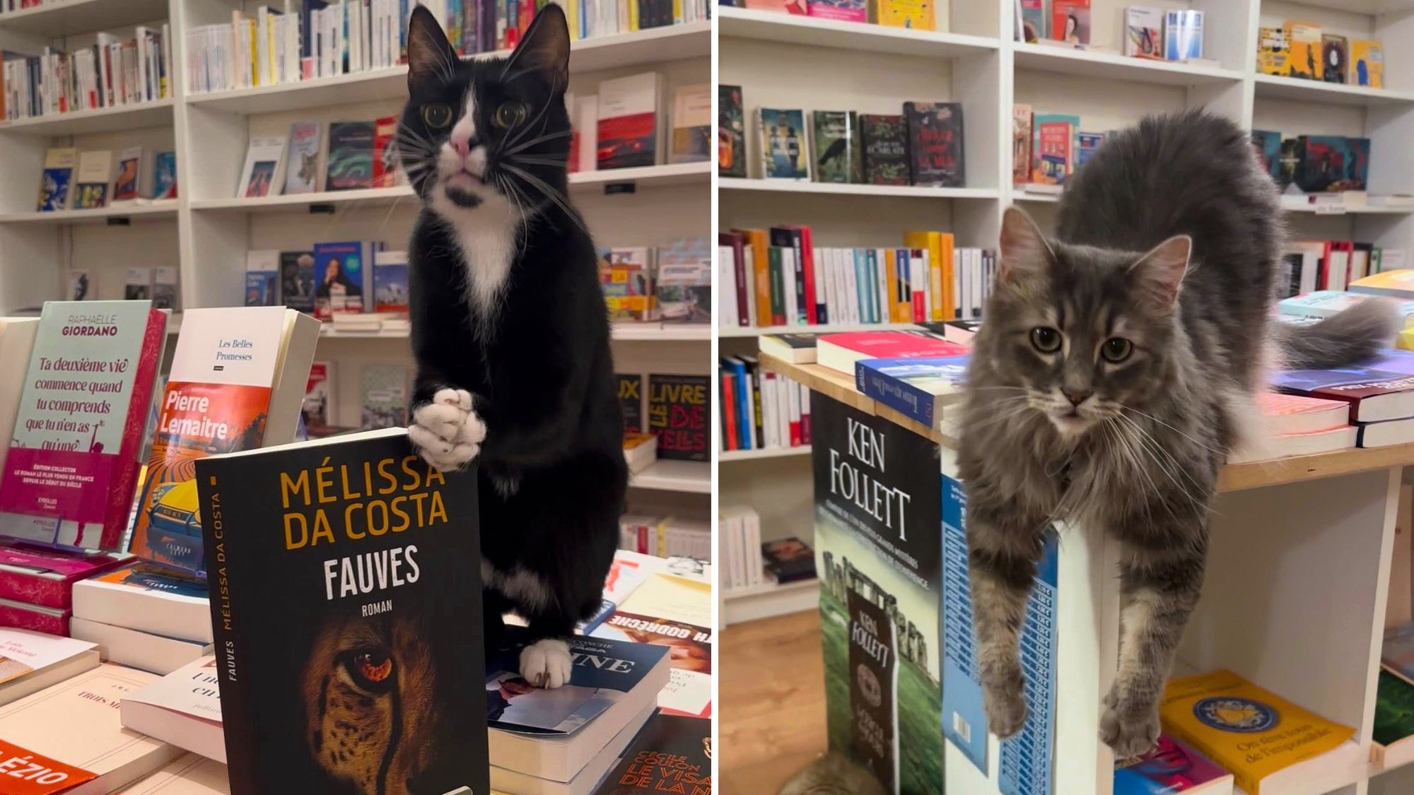 ronron-librairie-toulouse