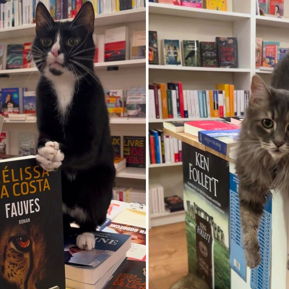 ronron-librairie-toulouse