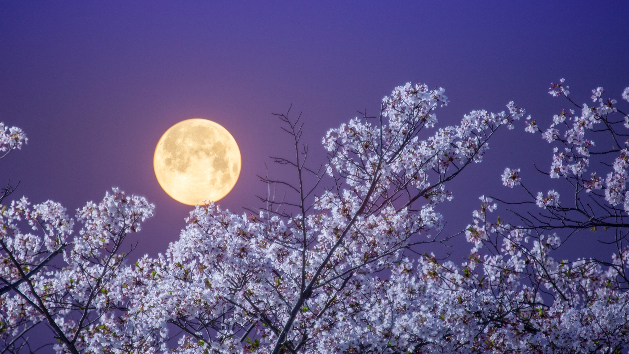 pleine-lune-rose-reims-avril-2026