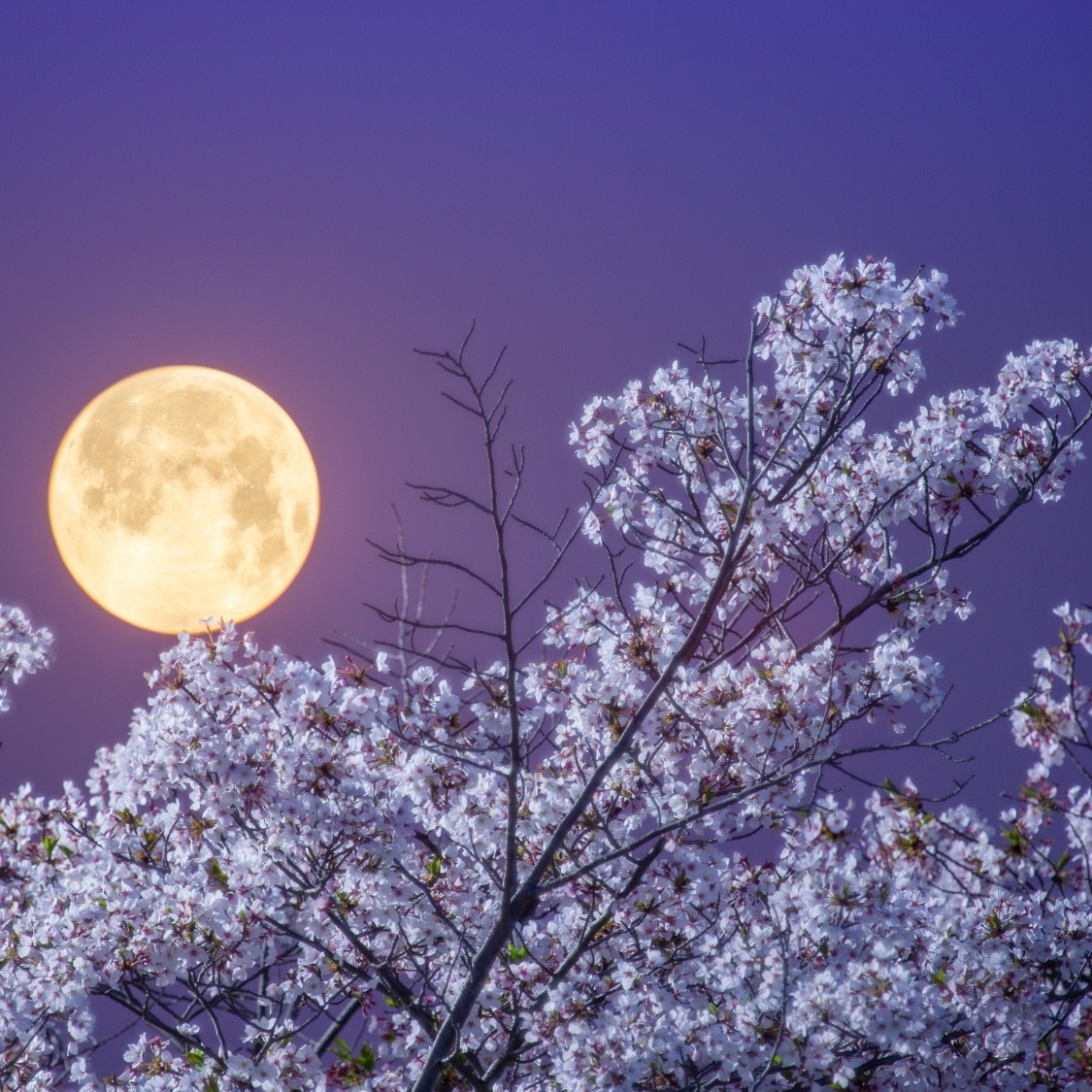 pleine-lune-rose-reims-avril-2026