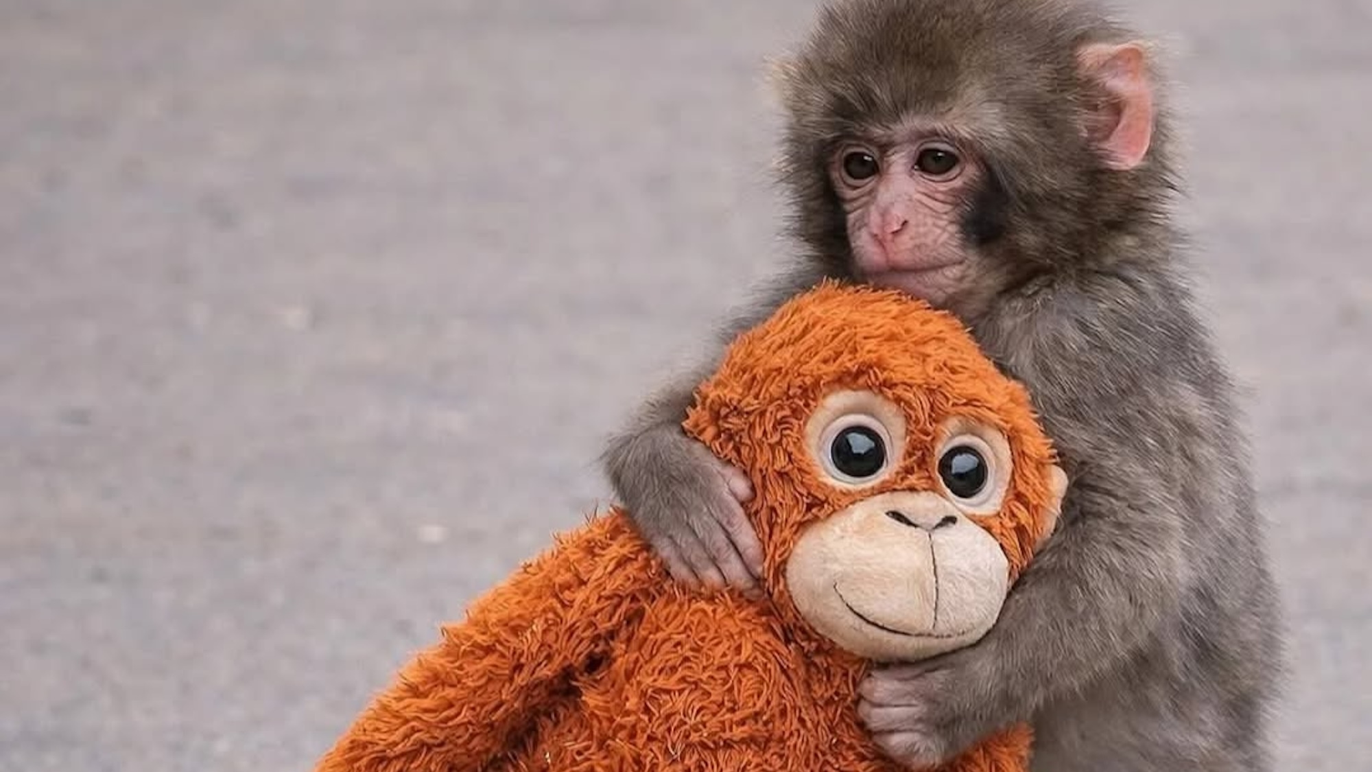 Le bébé macaque Punch transféré au Jardin des Plantes à Paris punch-monkey