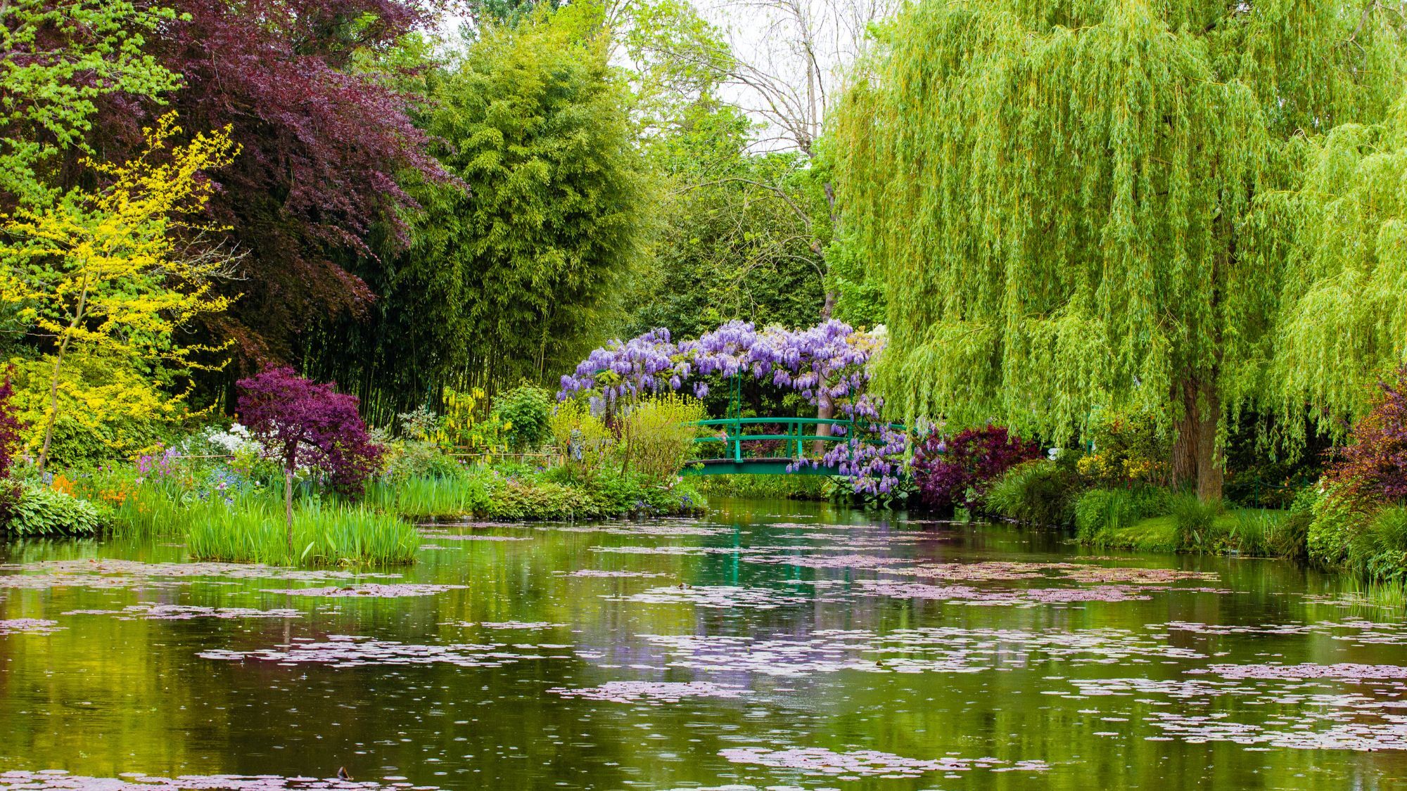 etang-fleurs-arbres-feuilles
