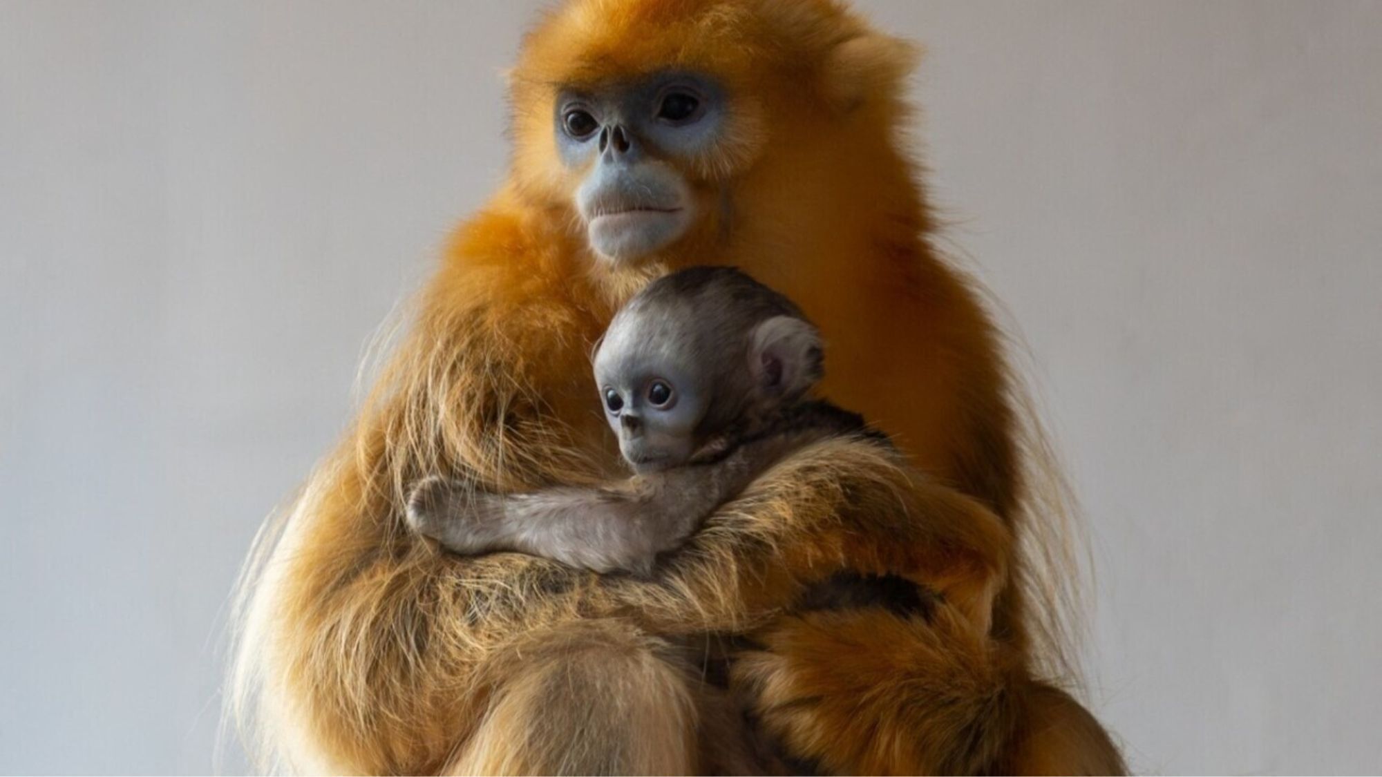 singe-dore-bebe-pairi-daiza