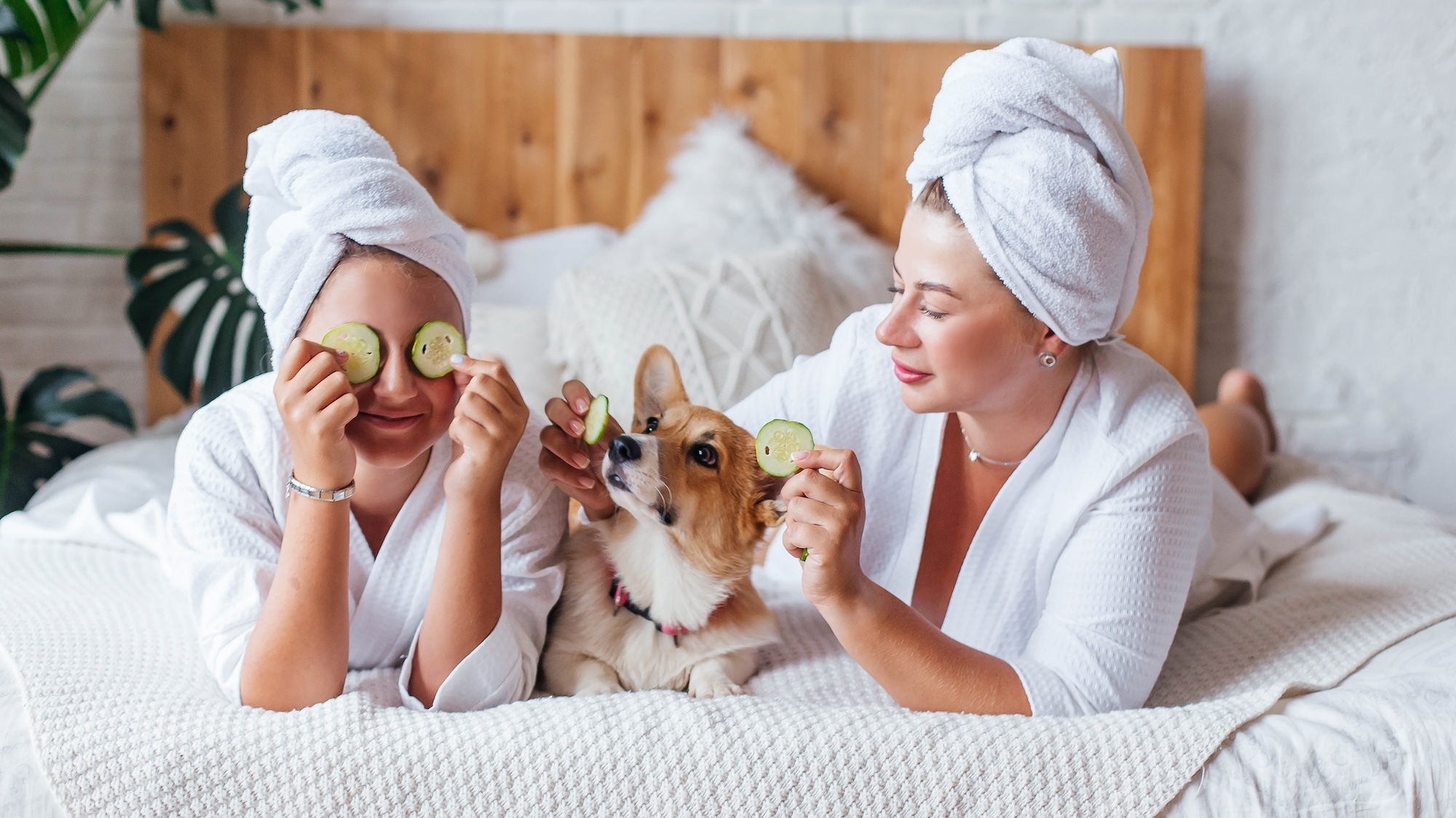 barbett-premier-spa-animalier-garderie-urbaine-can