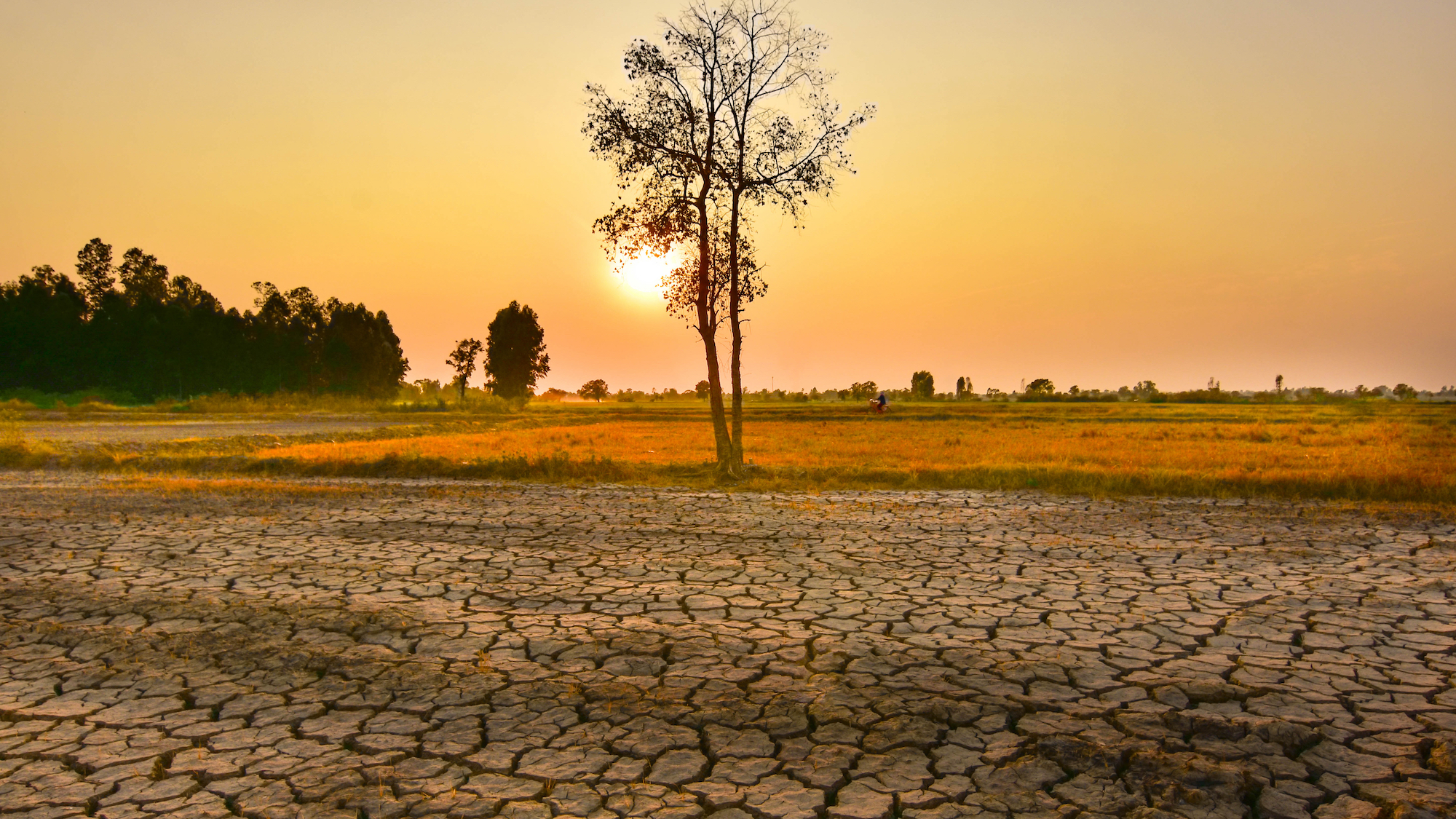 El Niño : les scientifiques alertent sur la perspective d'un été 2026 extrême shutterstock-1338254123