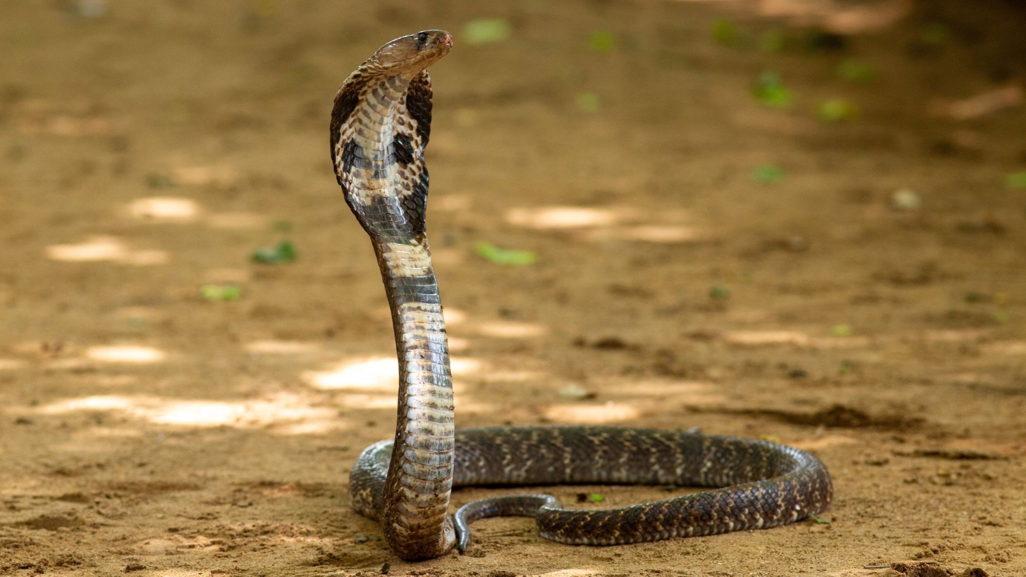 cobra-venimeux-toulouse-castelginest